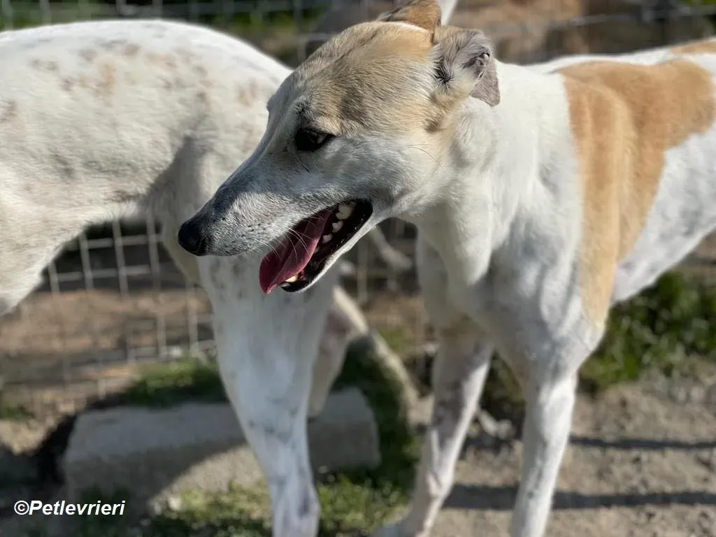 Louise adozione levrieri greyhound 5