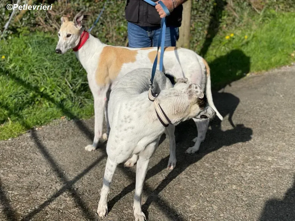 Louise adozione levrieri greyhound 6