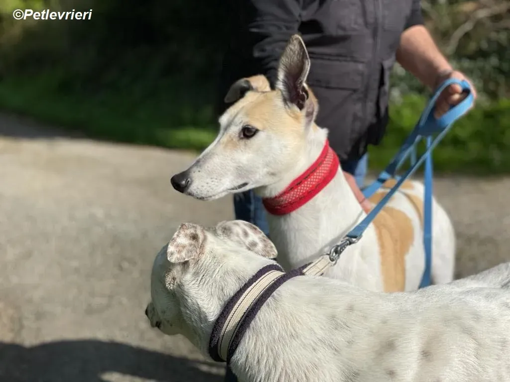 Louise adozione levrieri greyhound 7