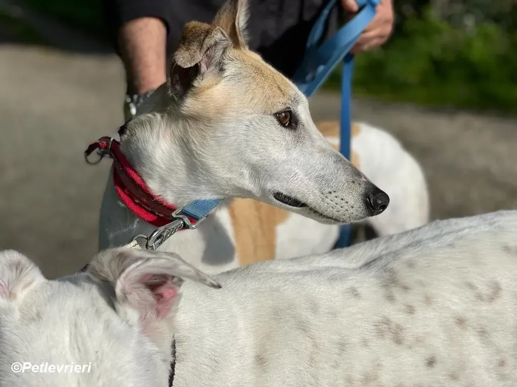 Louise adozione levrieri greyhound 8
