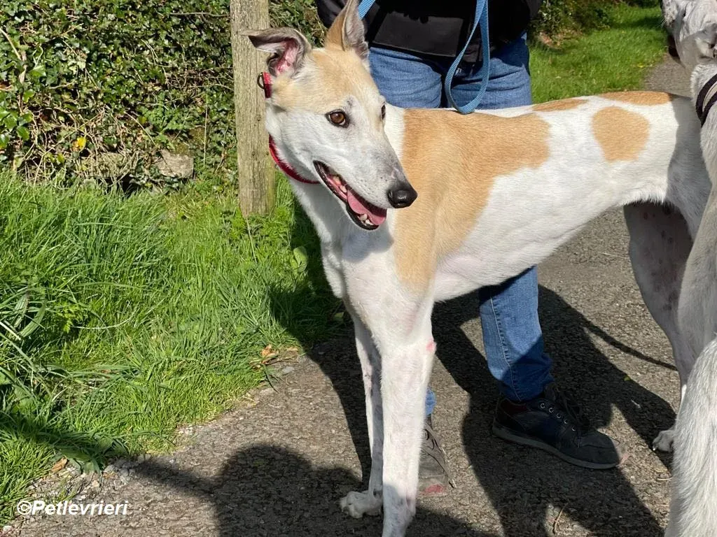 Louise adozione levrieri greyhound 9