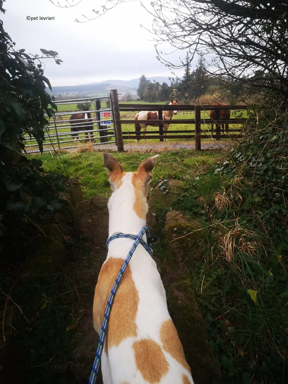 Louise adozione levriero greyhound1