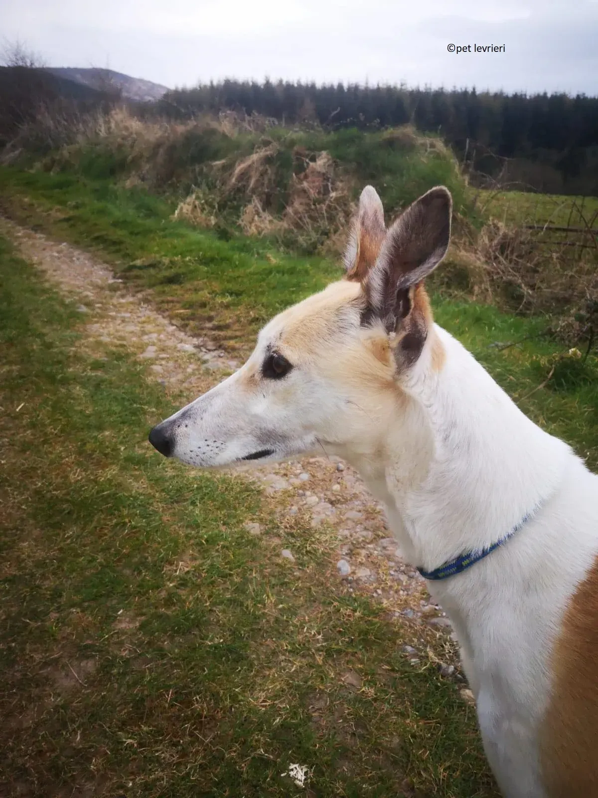 Louise adozione levriero greyhound10 1