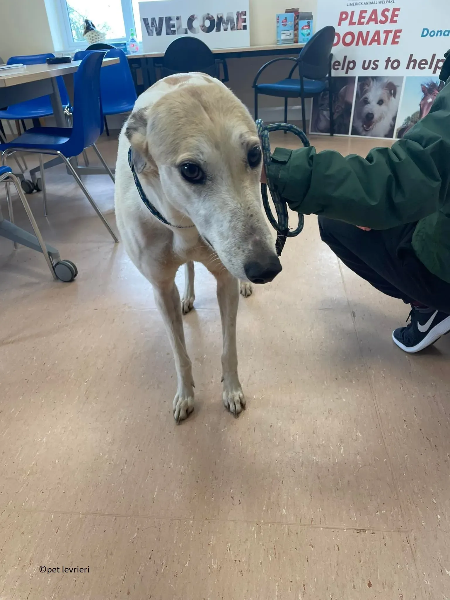 Louise adozione levriero greyhound10