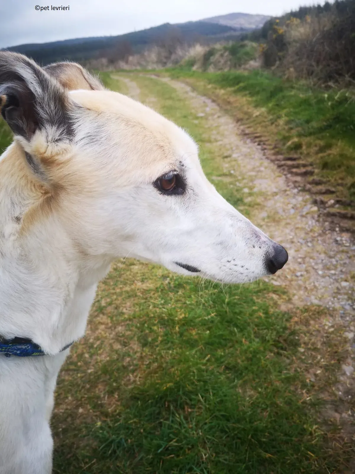 Louise adozione levriero greyhound11 1