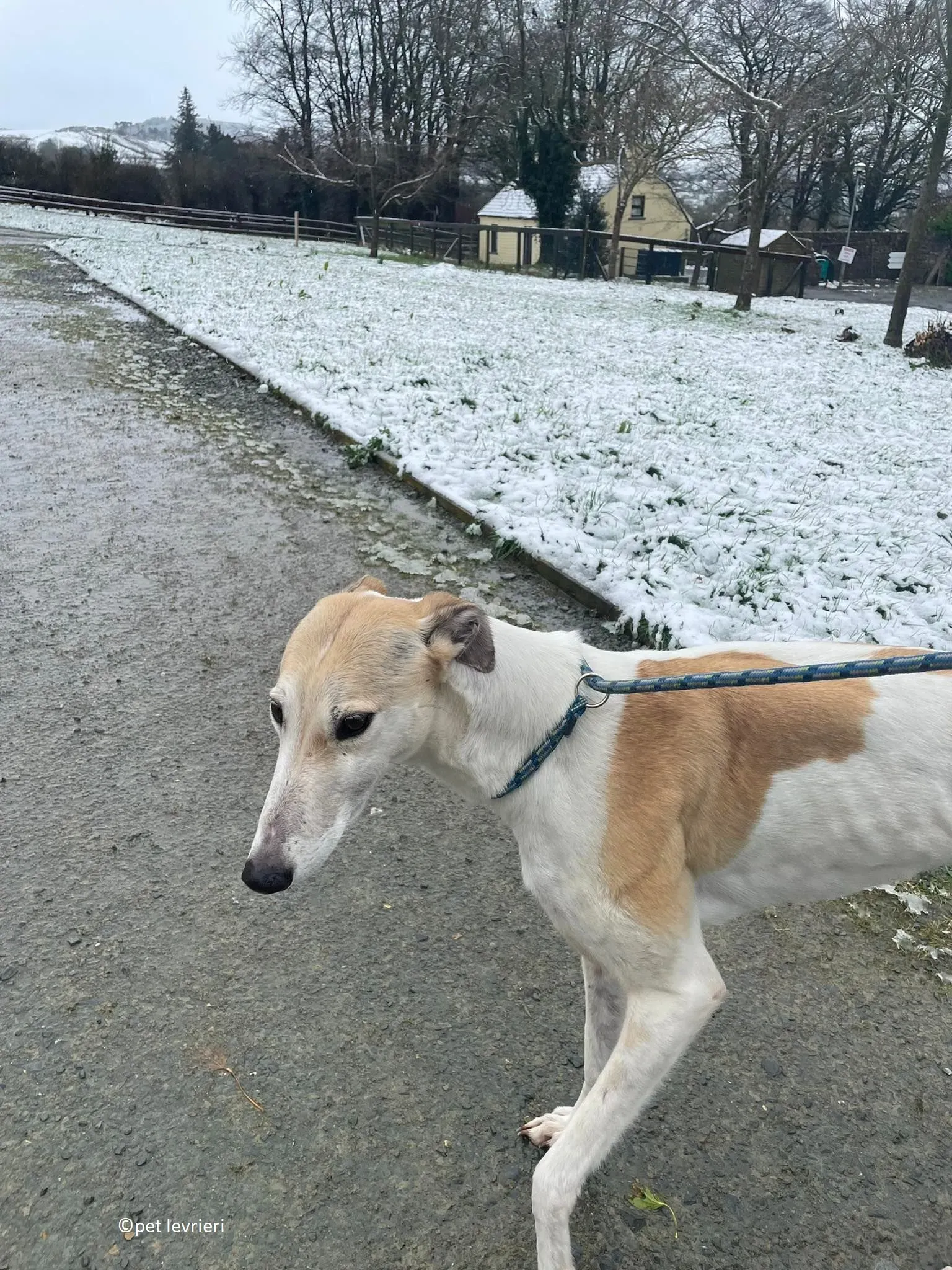 Louise adozione levriero greyhound11