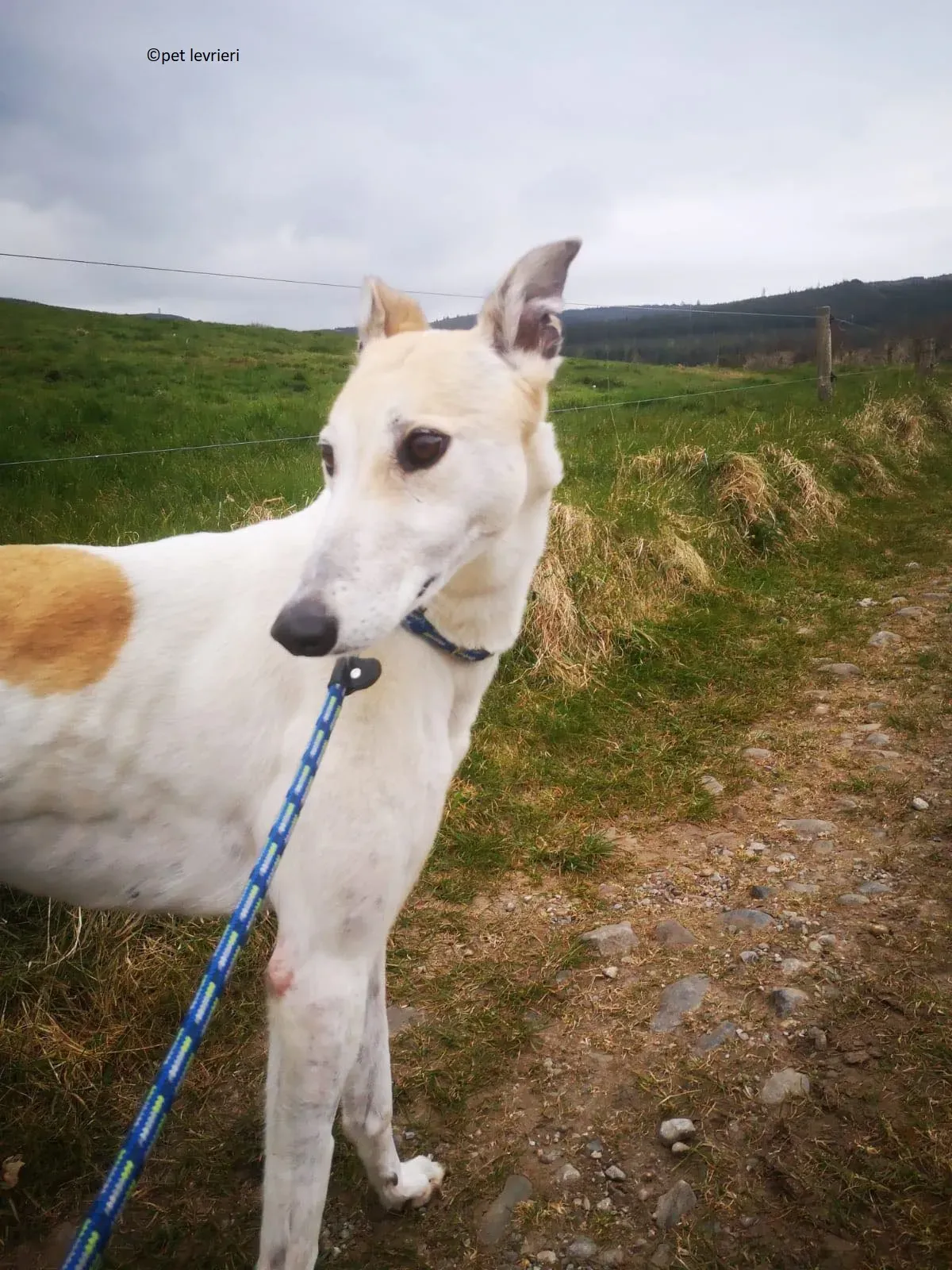 Louise adozione levriero greyhound12 1