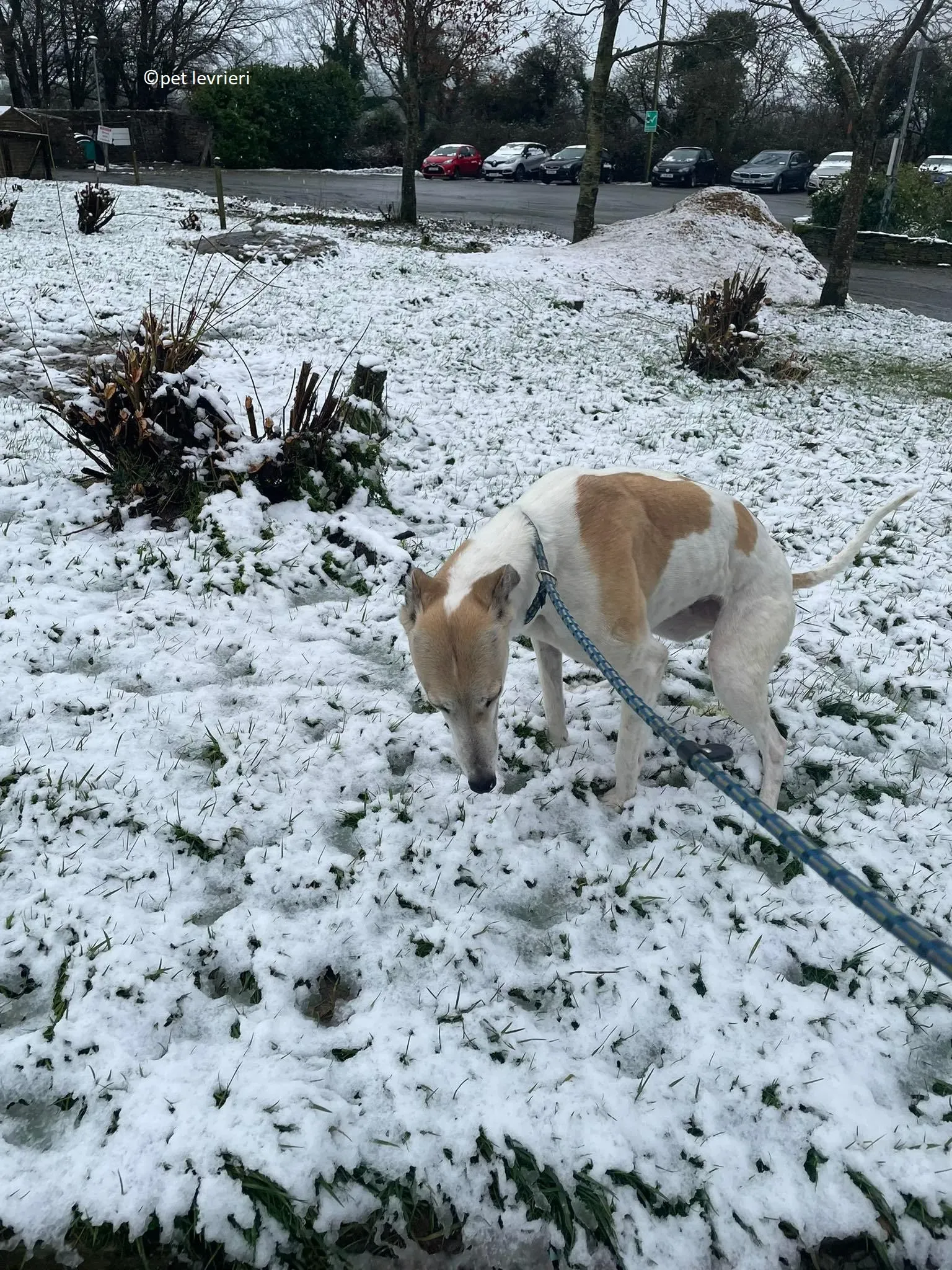 Louise adozione levriero greyhound12