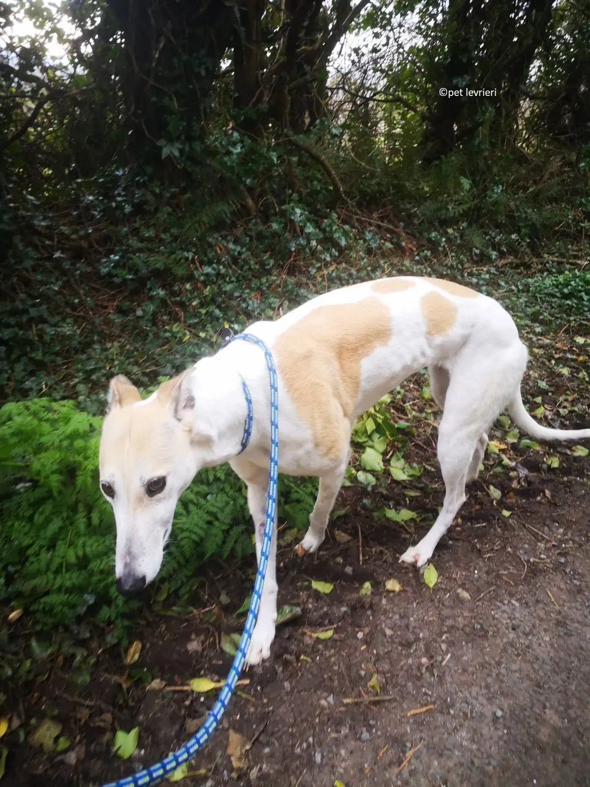 Louise adozione levriero greyhound13 1