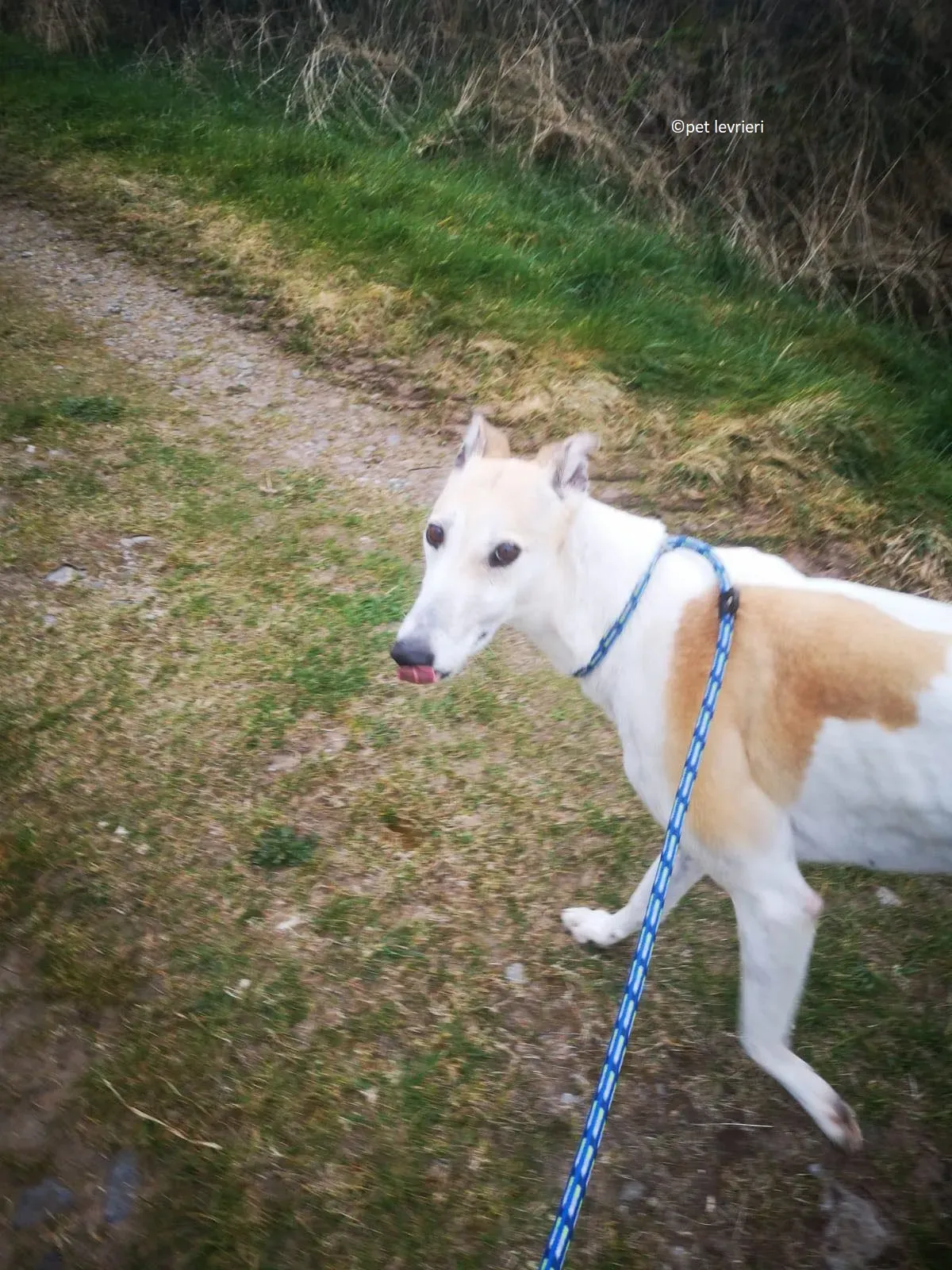 Louise adozione levriero greyhound14 1