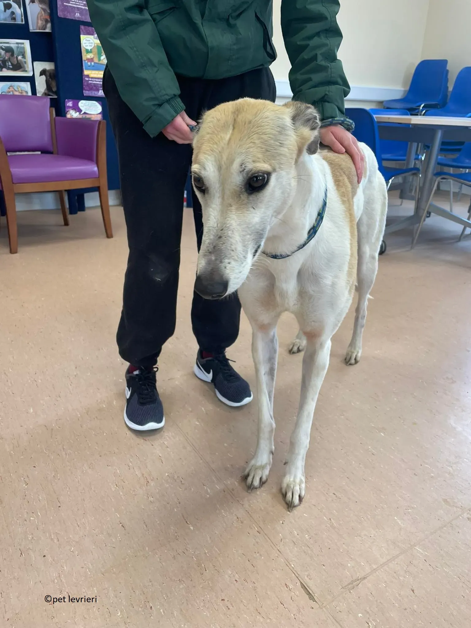Louise adozione levriero greyhound14