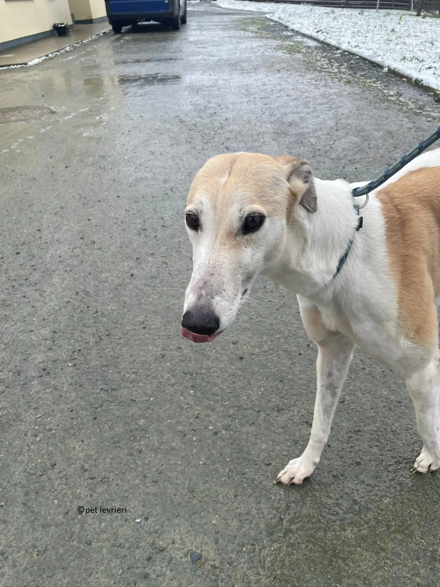Louise adozione levriero greyhound15