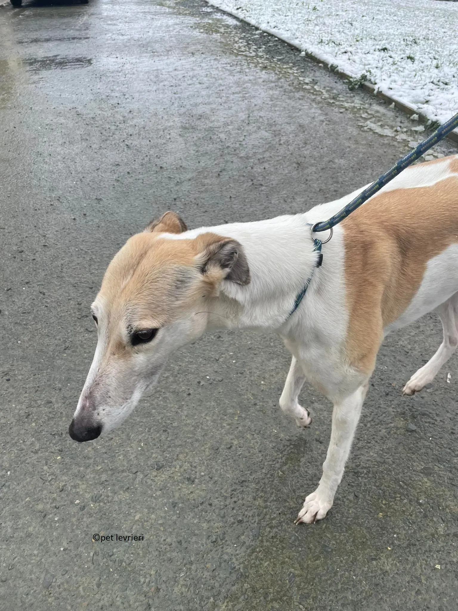 Louise adozione levriero greyhound16