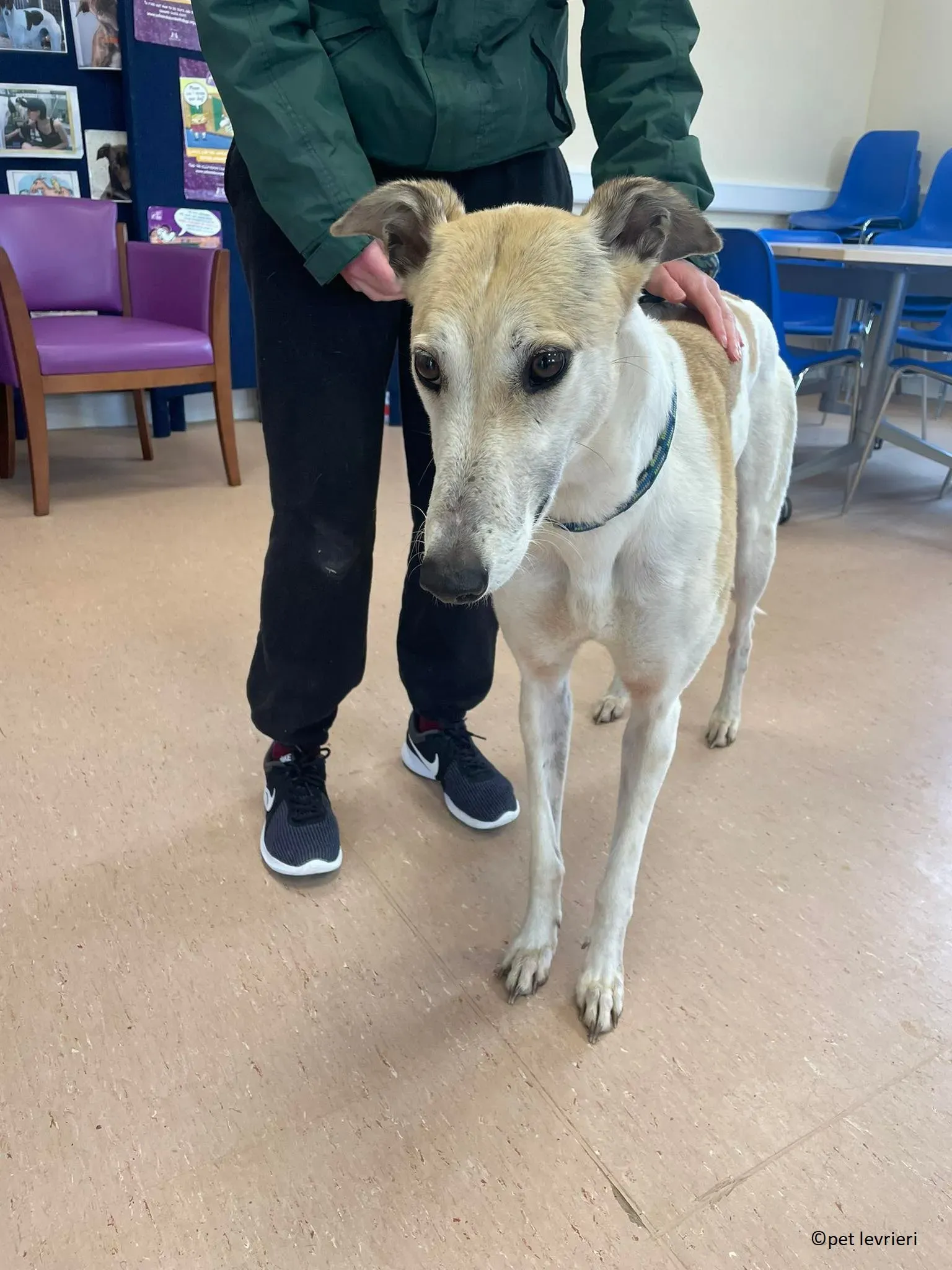Louise adozione levriero greyhound17