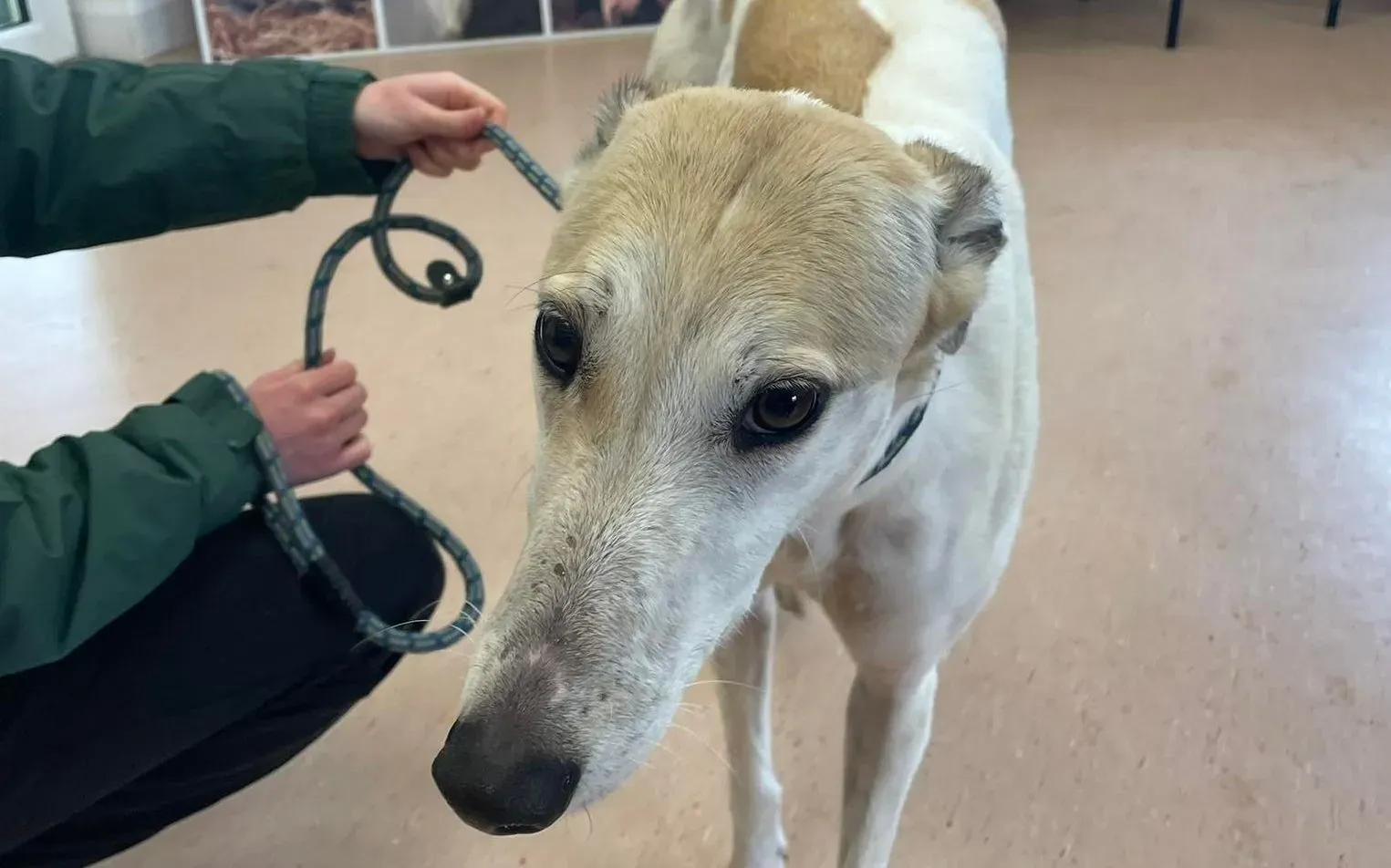 Louise adozione levriero greyhound18 e1646909551203