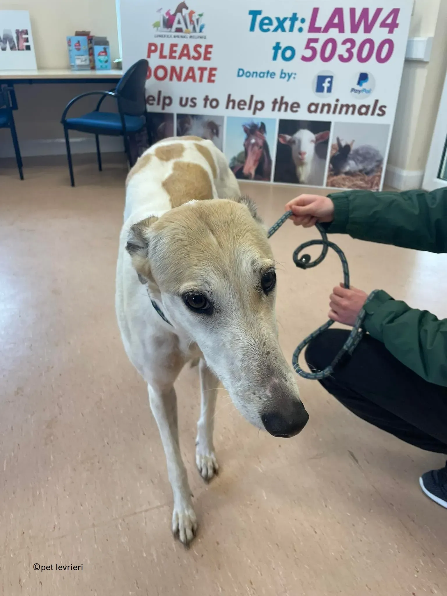 Louise adozione levriero greyhound18