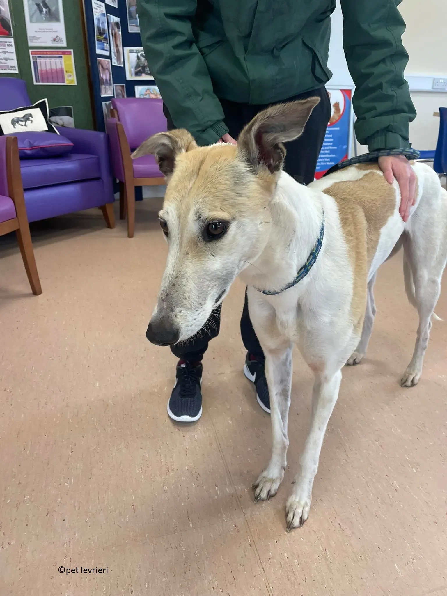 Louise adozione levriero greyhound19