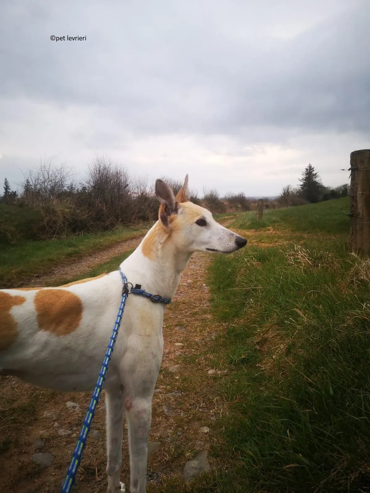 Louise adozione levriero greyhound2