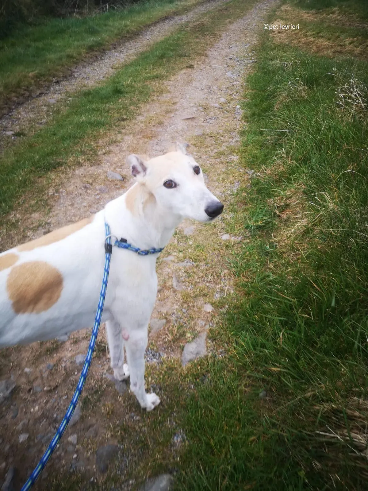 Louise adozione levriero greyhound3