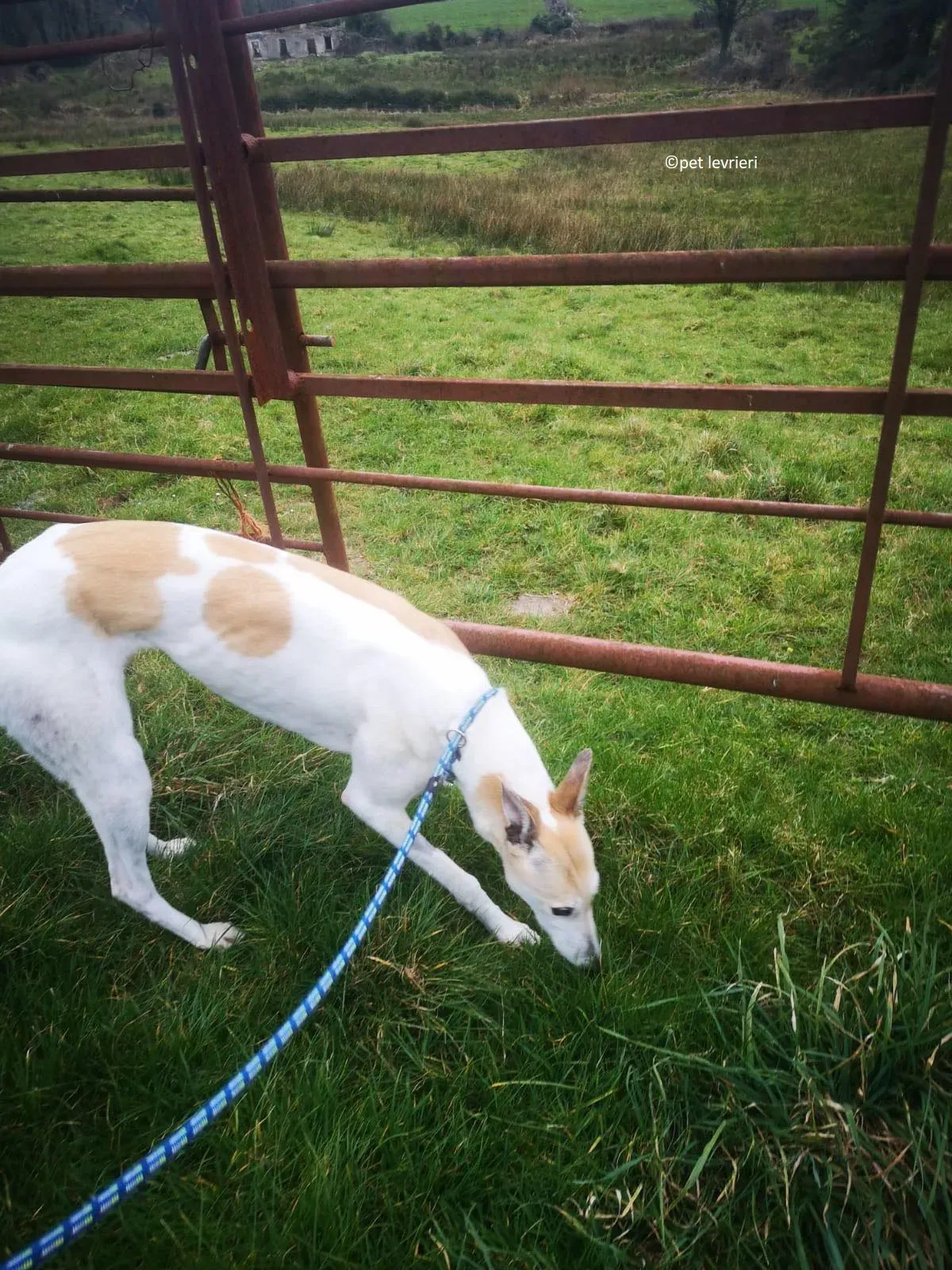 Louise adozione levriero greyhound4