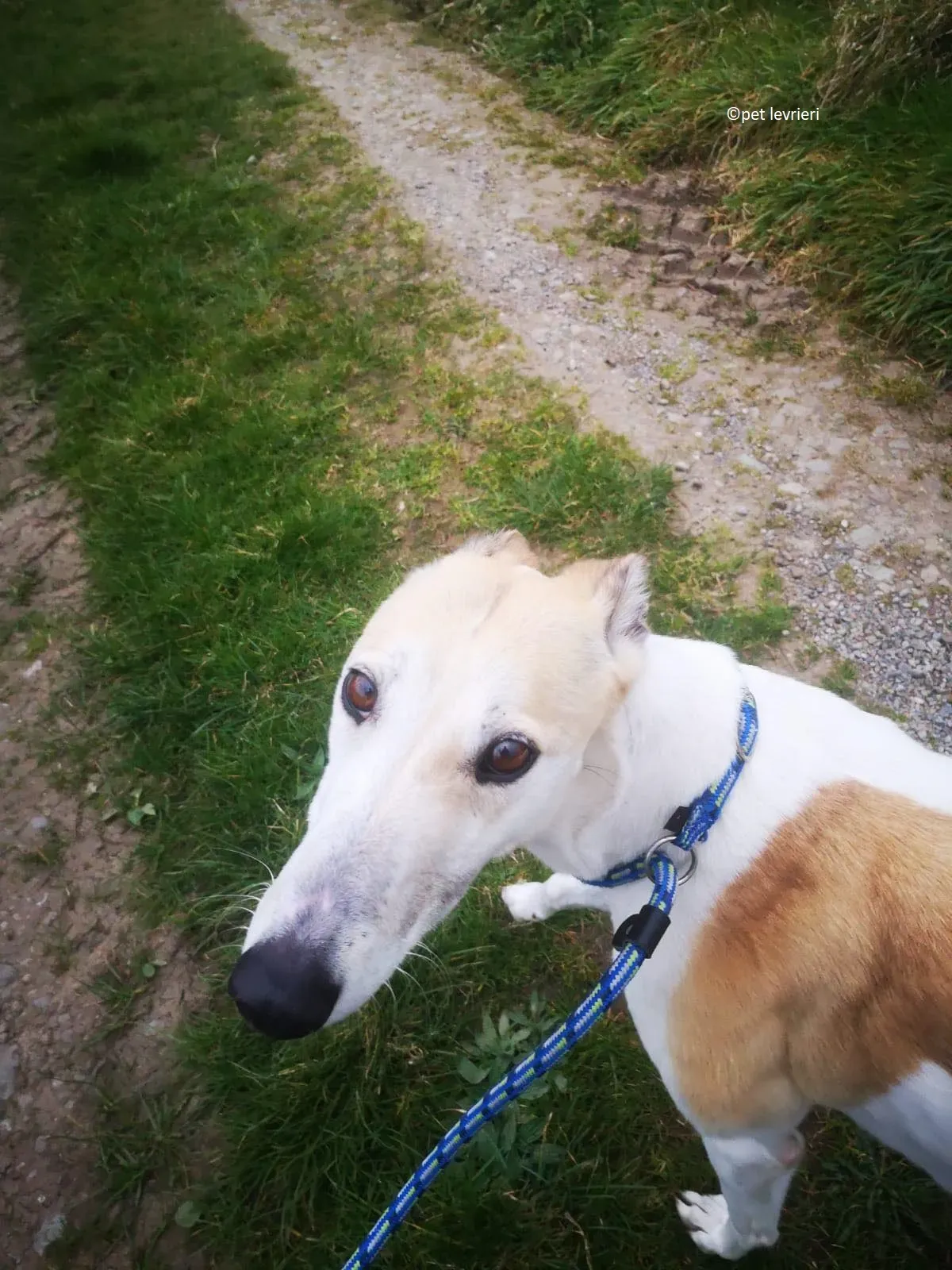 Louise adozione levriero greyhound5