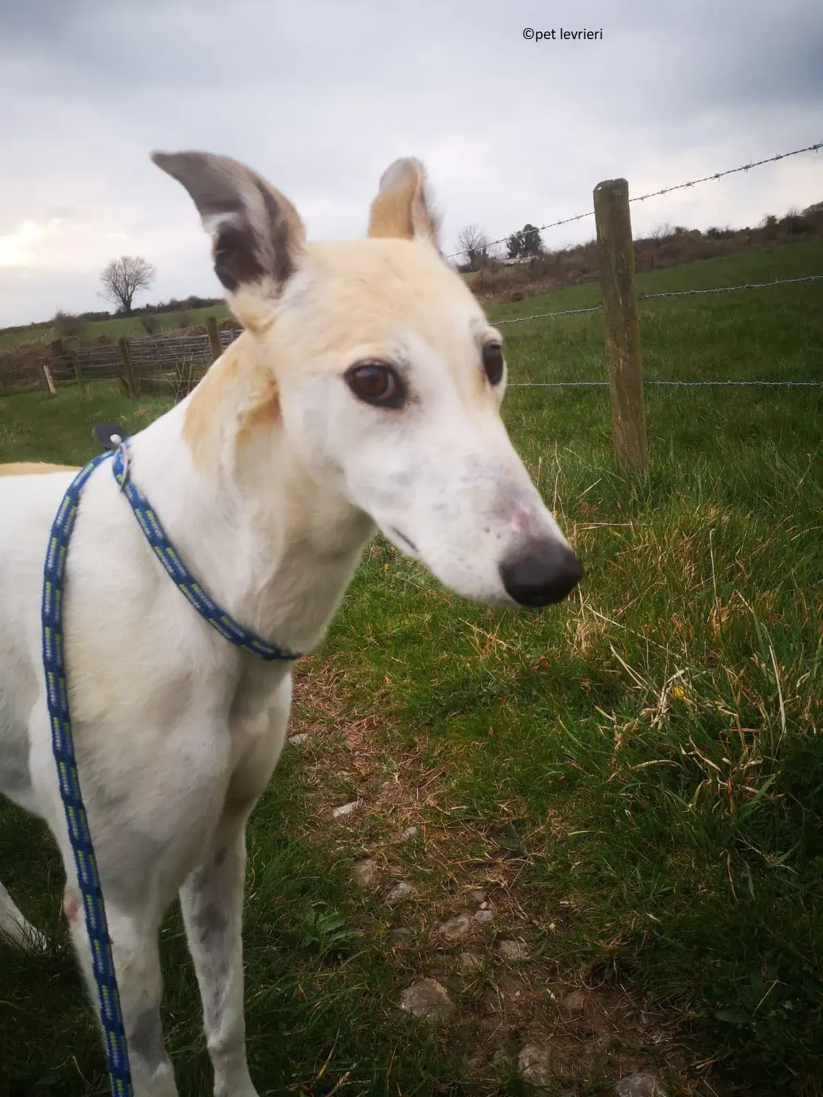 Louise adozione levriero greyhound6