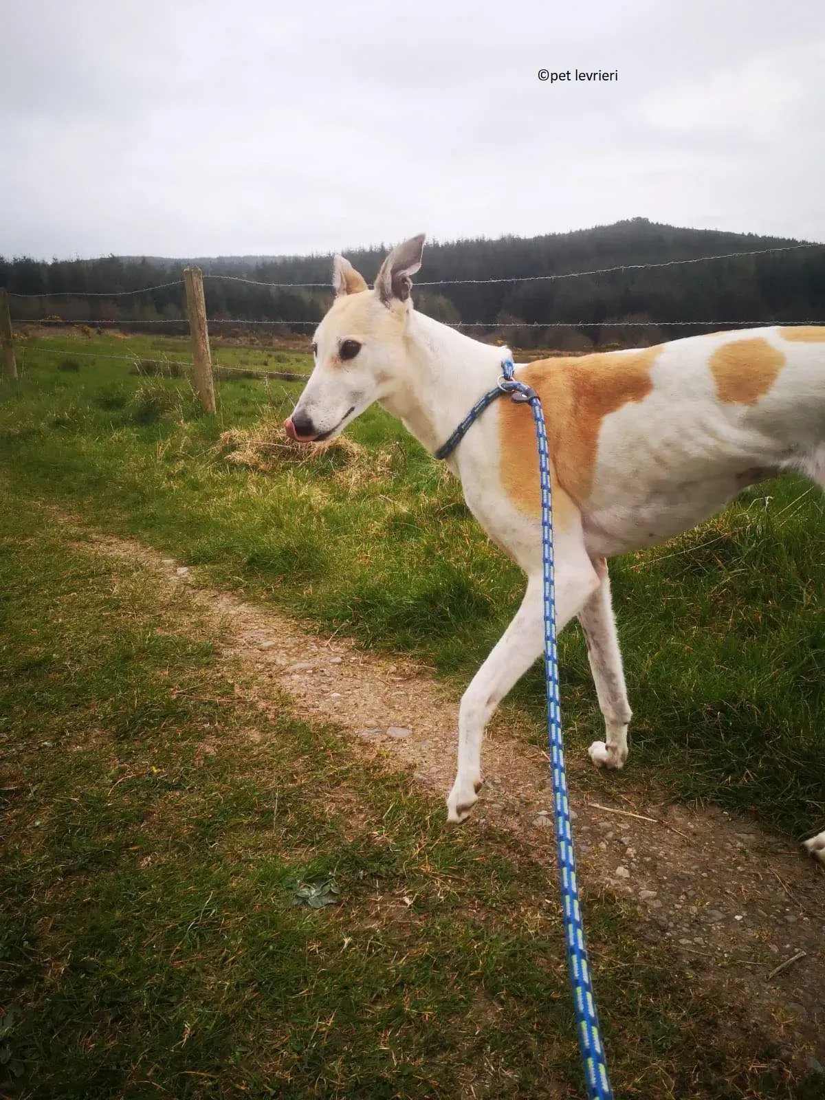 Louise adozione levriero greyhound7 1