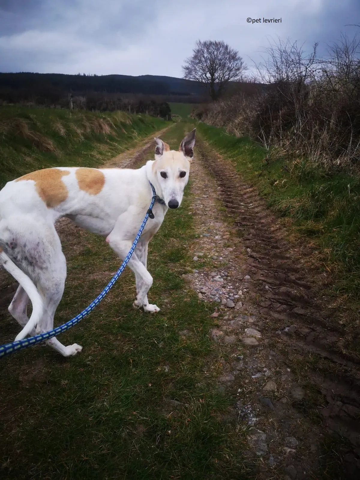 Louise adozione levriero greyhound8 1