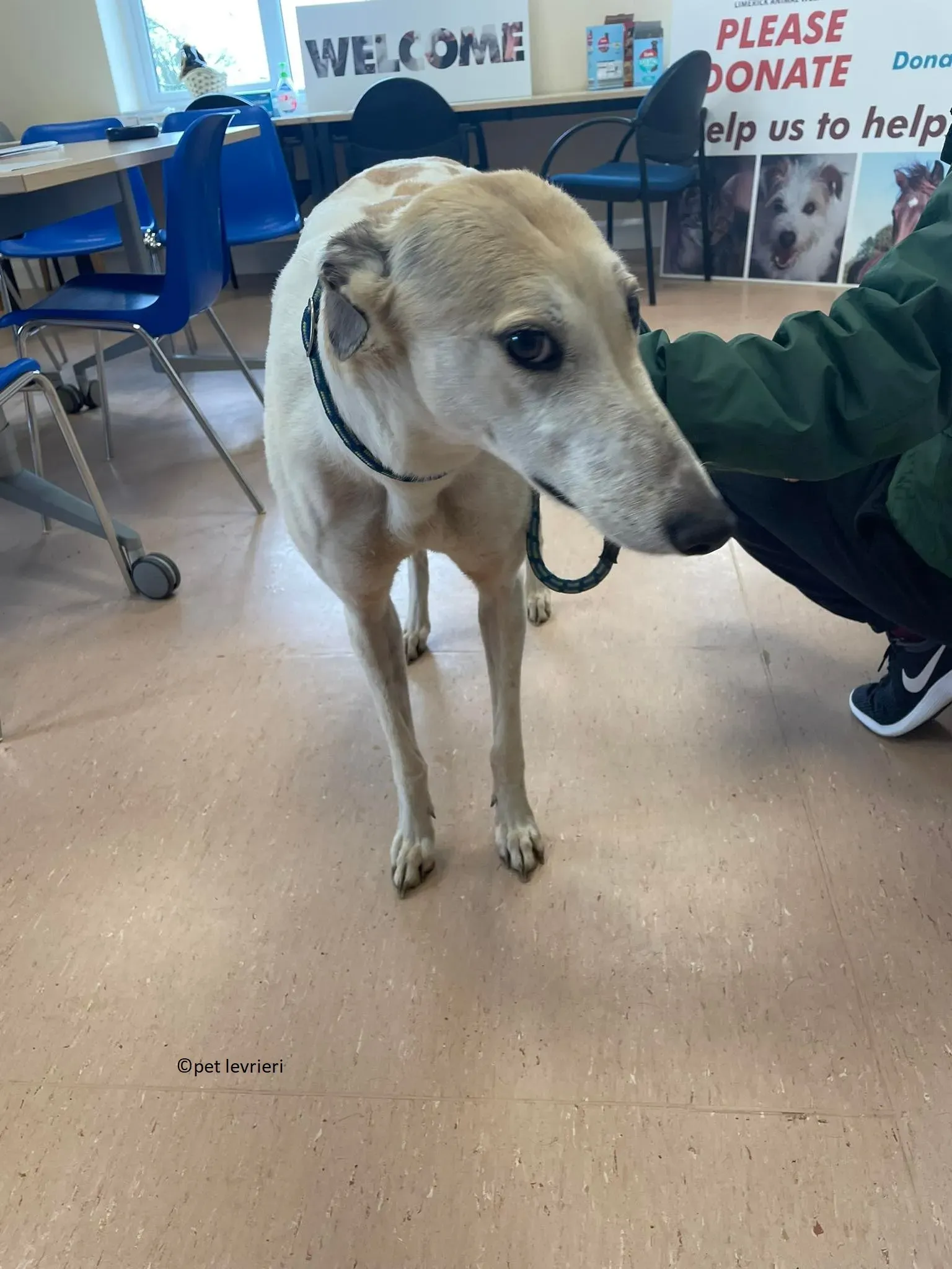 Louise adozione levriero greyhound9