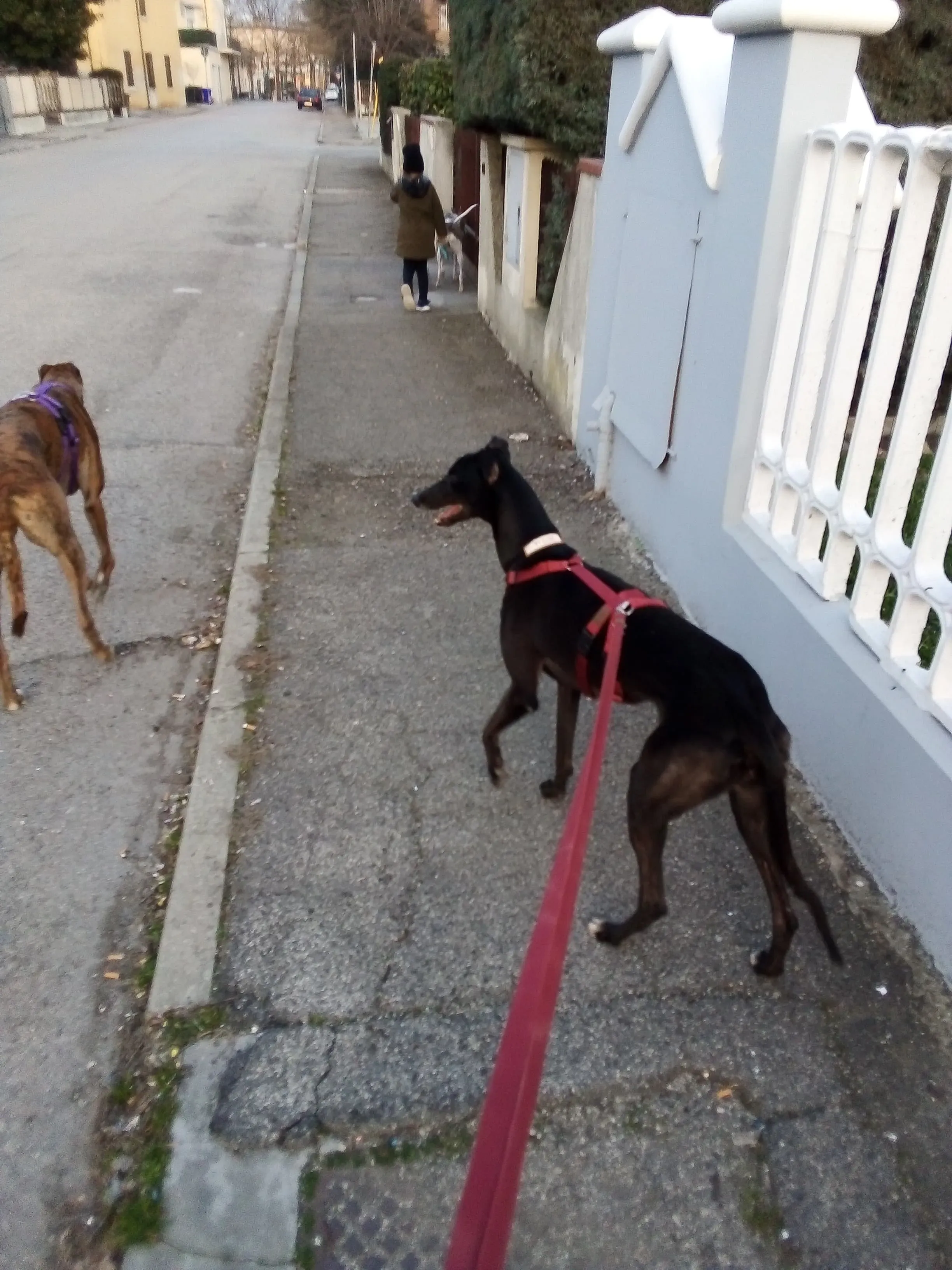 Louisville Joy Greyhound adozione levrieri macao foster 1