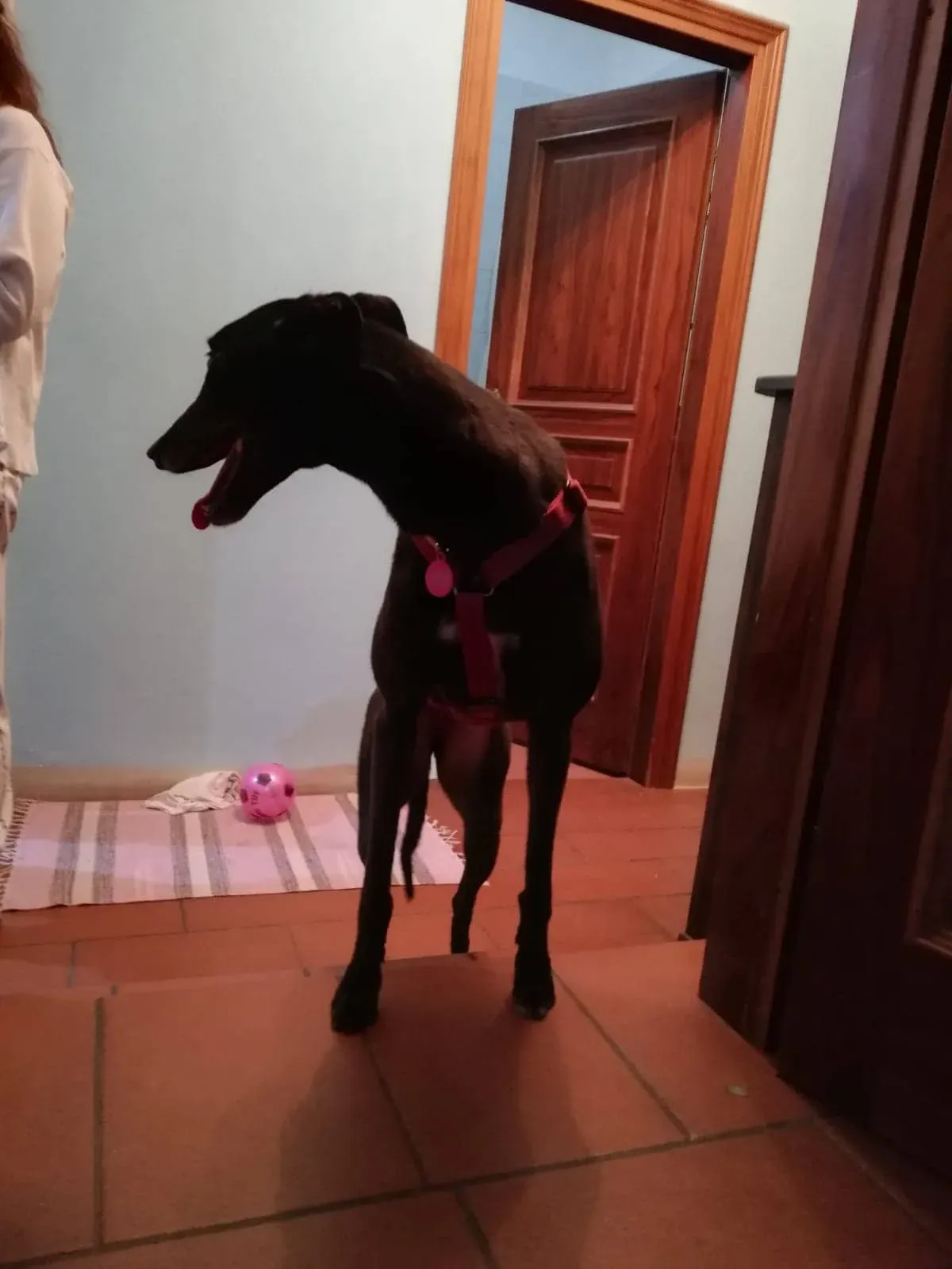 Louisville Joy Greyhound adozione levrieri macao foster 10