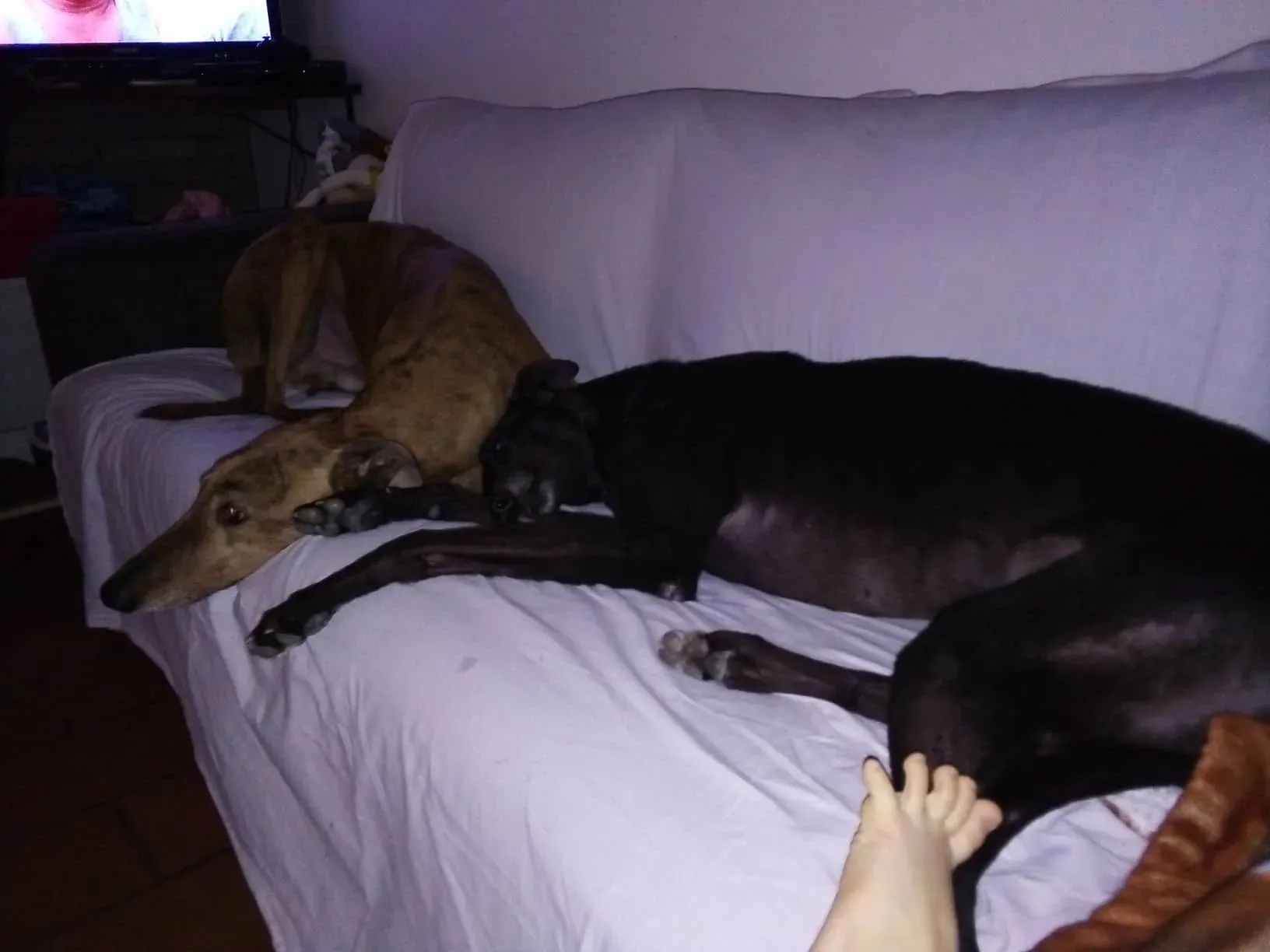 Louisville Joy Greyhound adozione levrieri macao foster 11