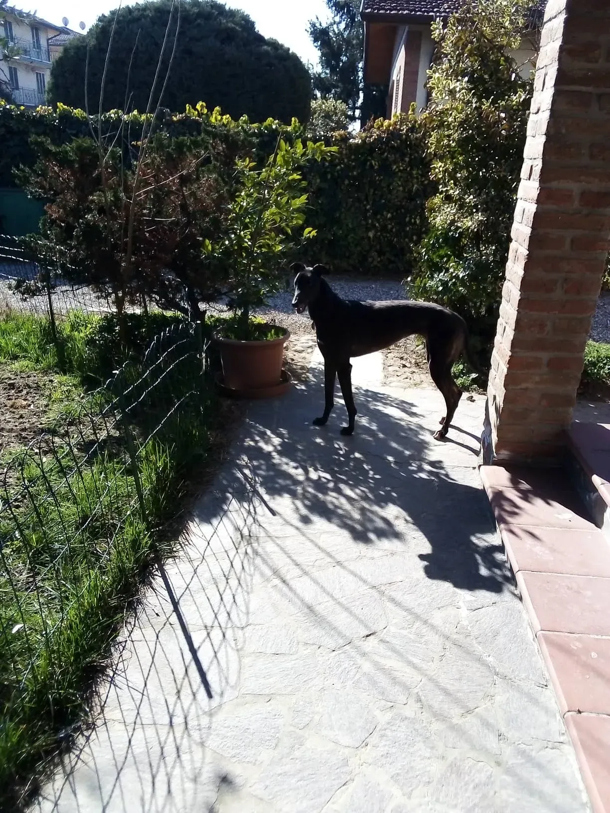 Louisville Joy Greyhound adozione levrieri macao foster 12