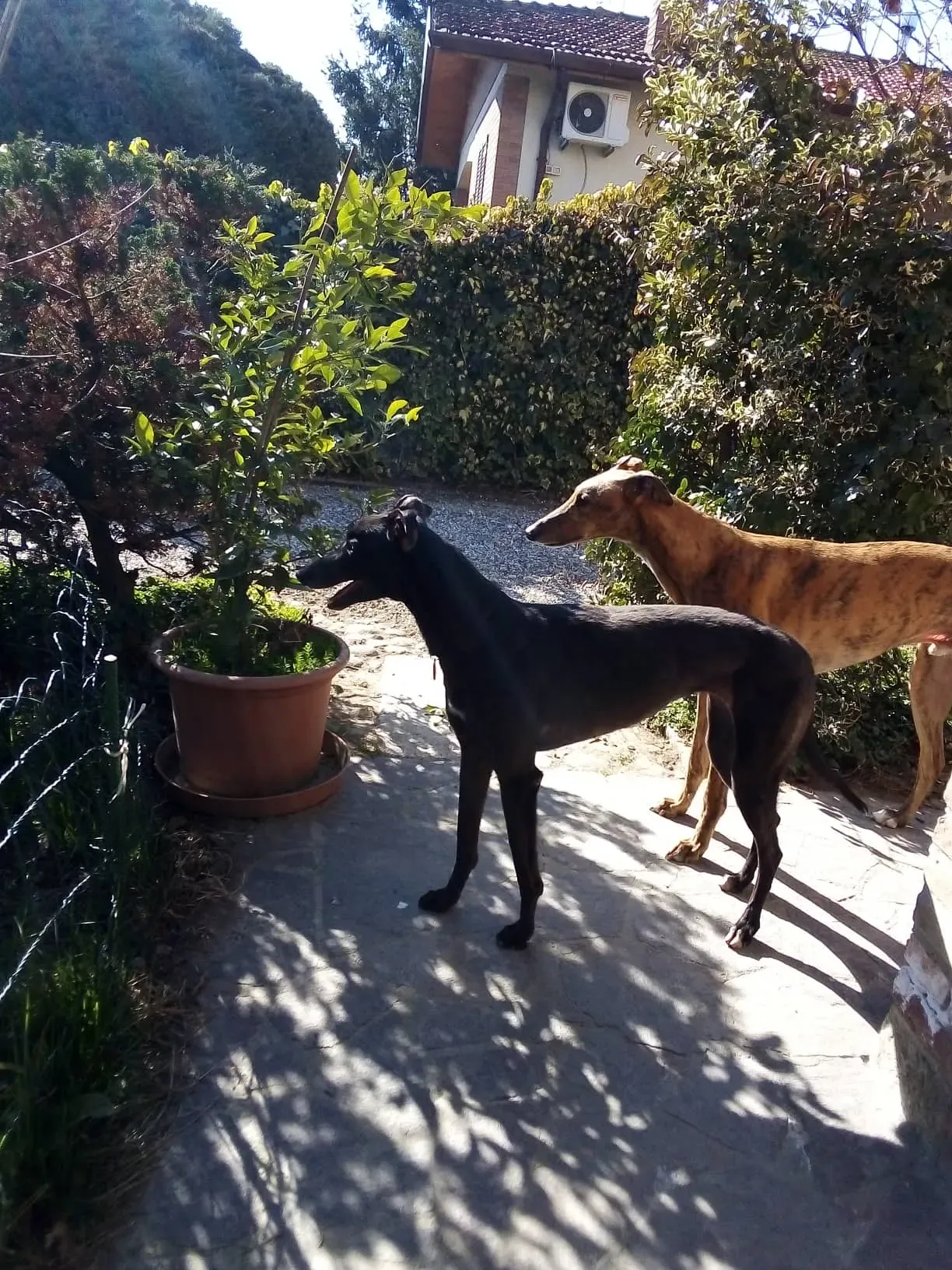 Louisville Joy Greyhound adozione levrieri macao foster 13