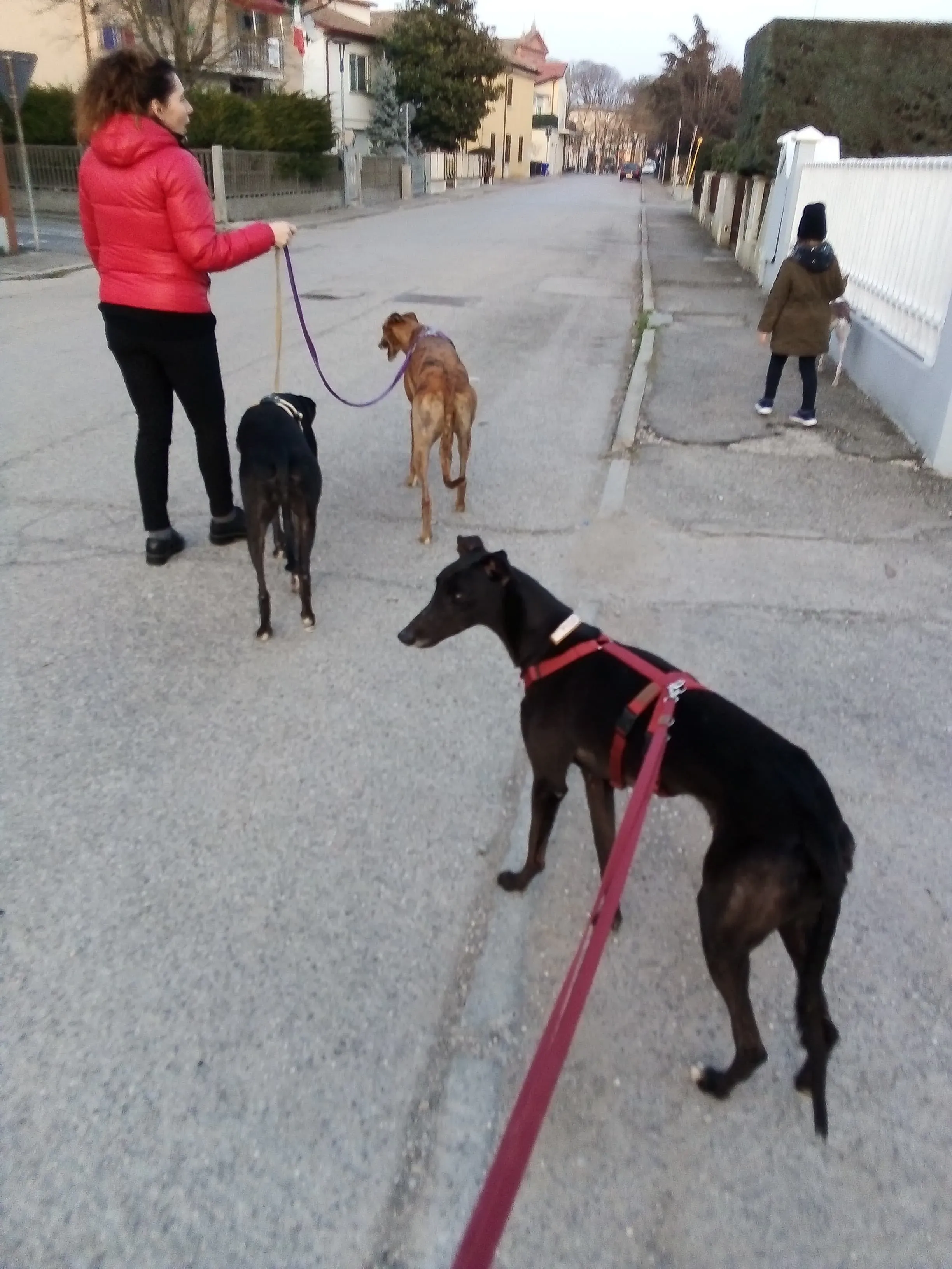Louisville Joy Greyhound adozione levrieri macao foster 2