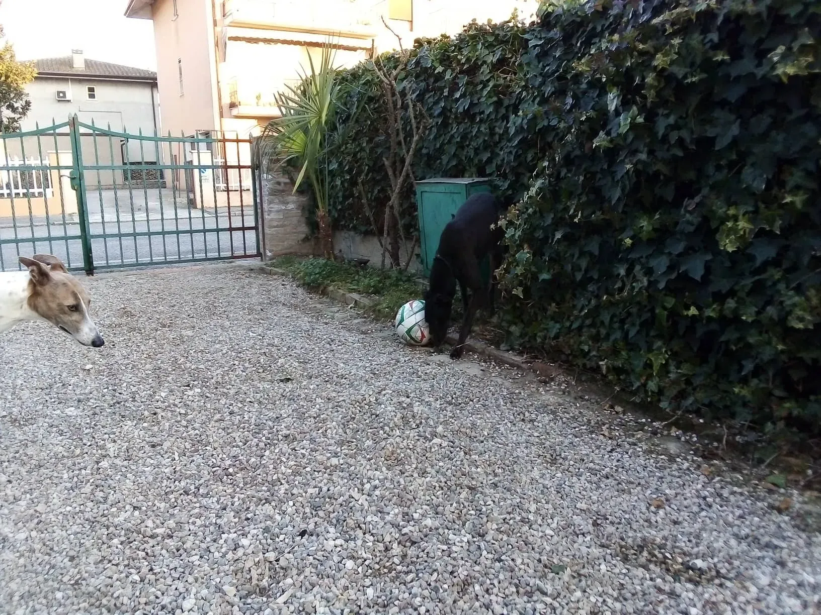 Louisville Joy Greyhound adozione levrieri macao foster 4