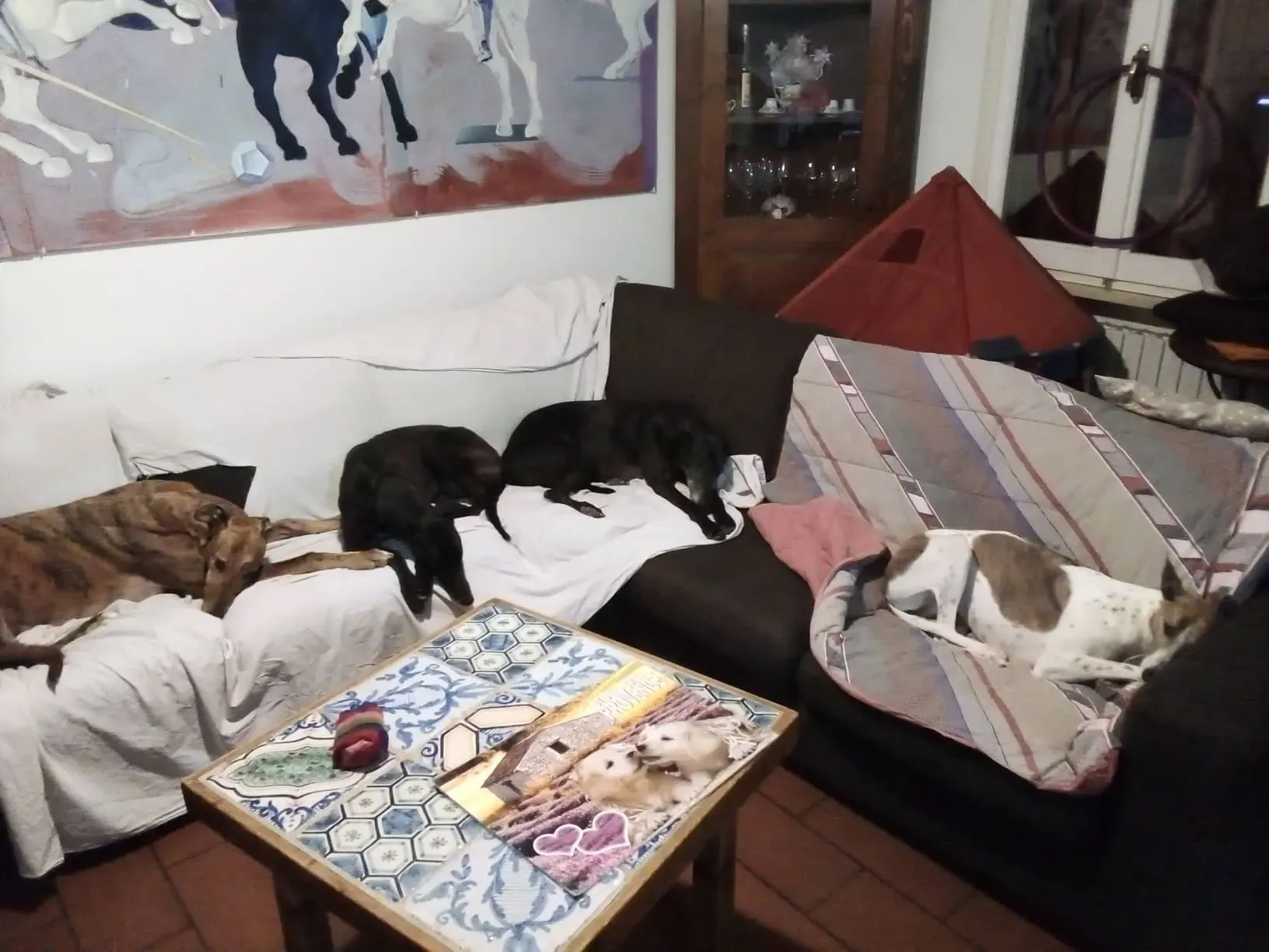 Louisville Joy Greyhound adozione levrieri macao foster 5