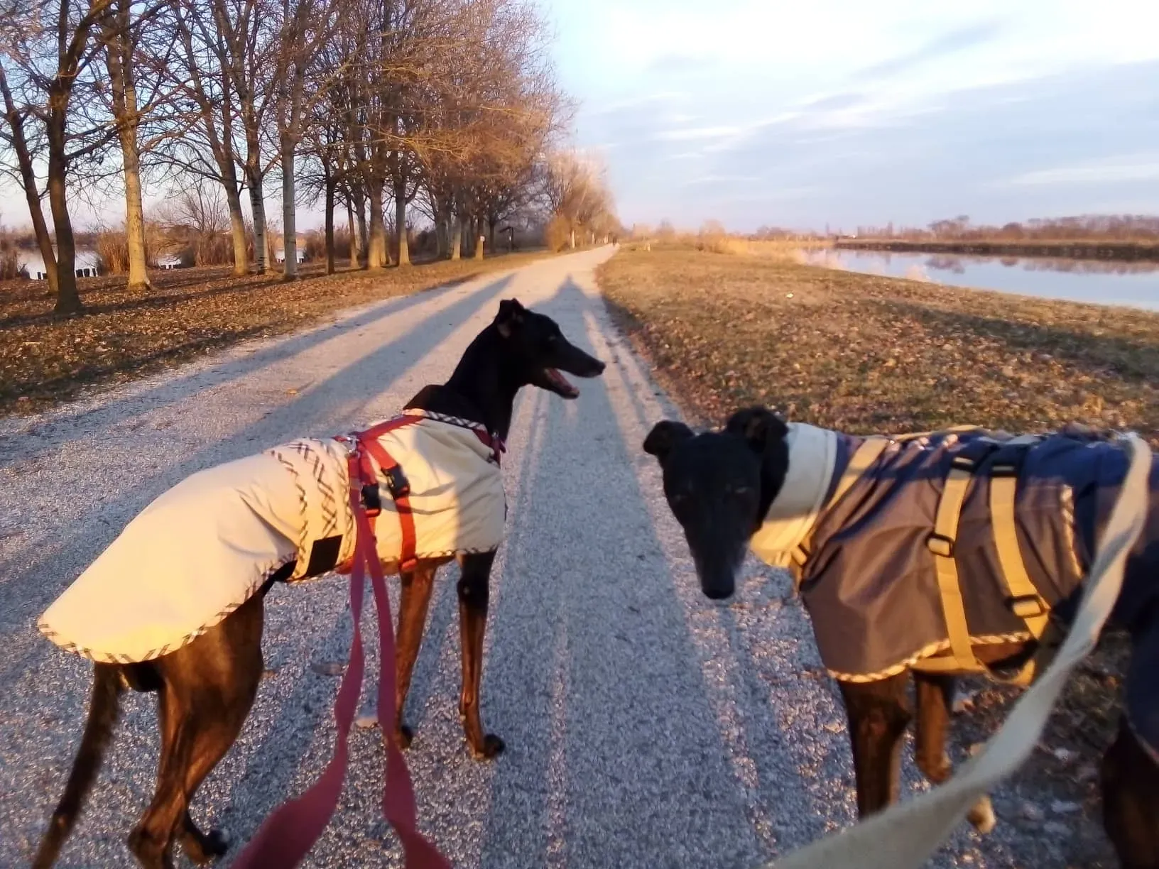 Louisville Joy Greyhound adozione levrieri macao foster 6