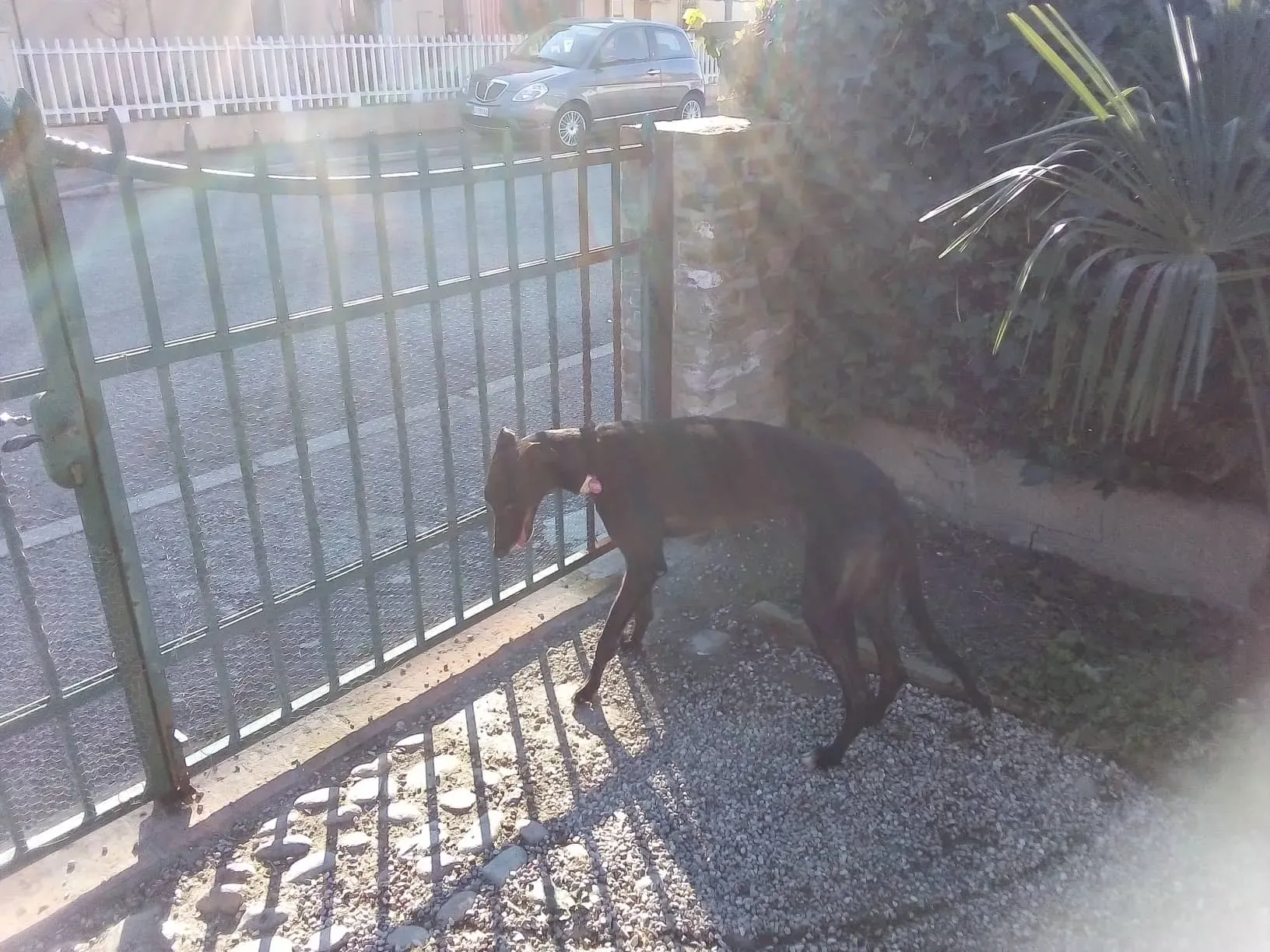 Louisville Joy Greyhound adozione levrieri macao foster 7