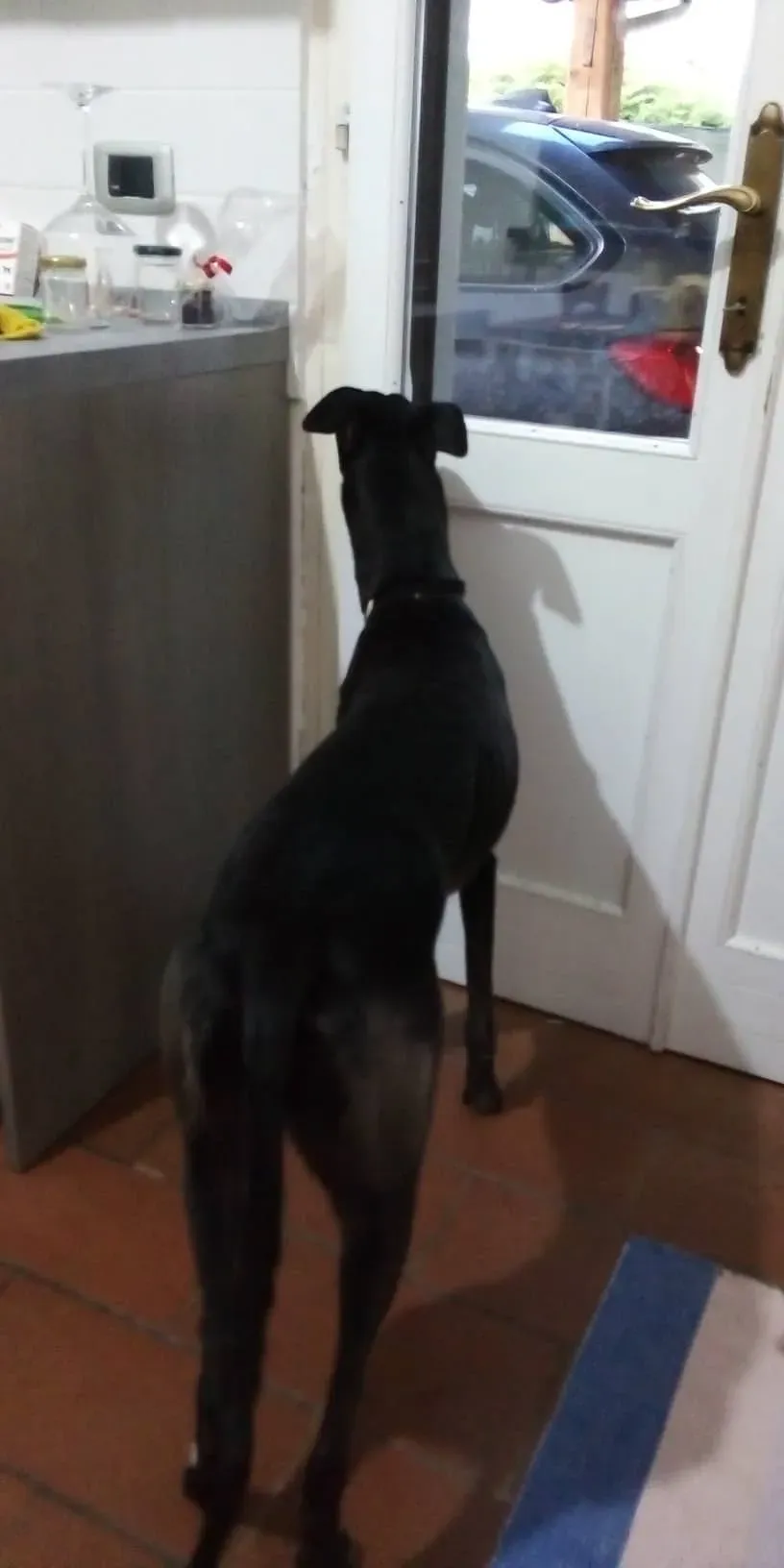 Louisville Joy Greyhound adozione levrieri macao foster 8