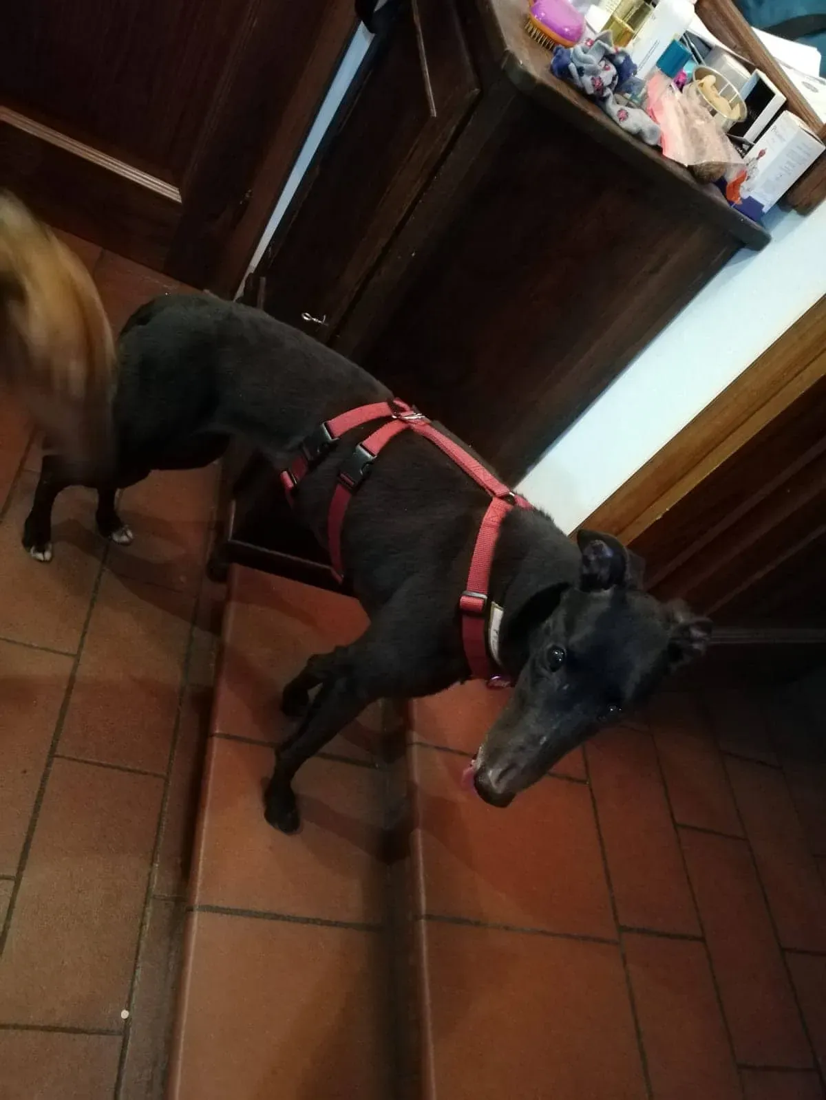 Louisville Joy Greyhound adozione levrieri macao foster 9