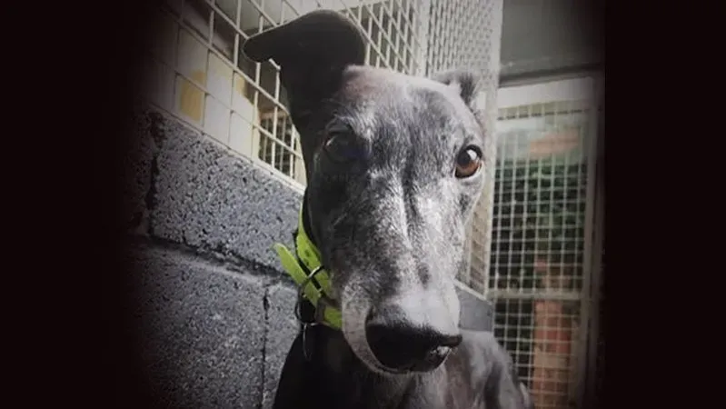 LsapSuCKqDLOoIL 800x450 noPad