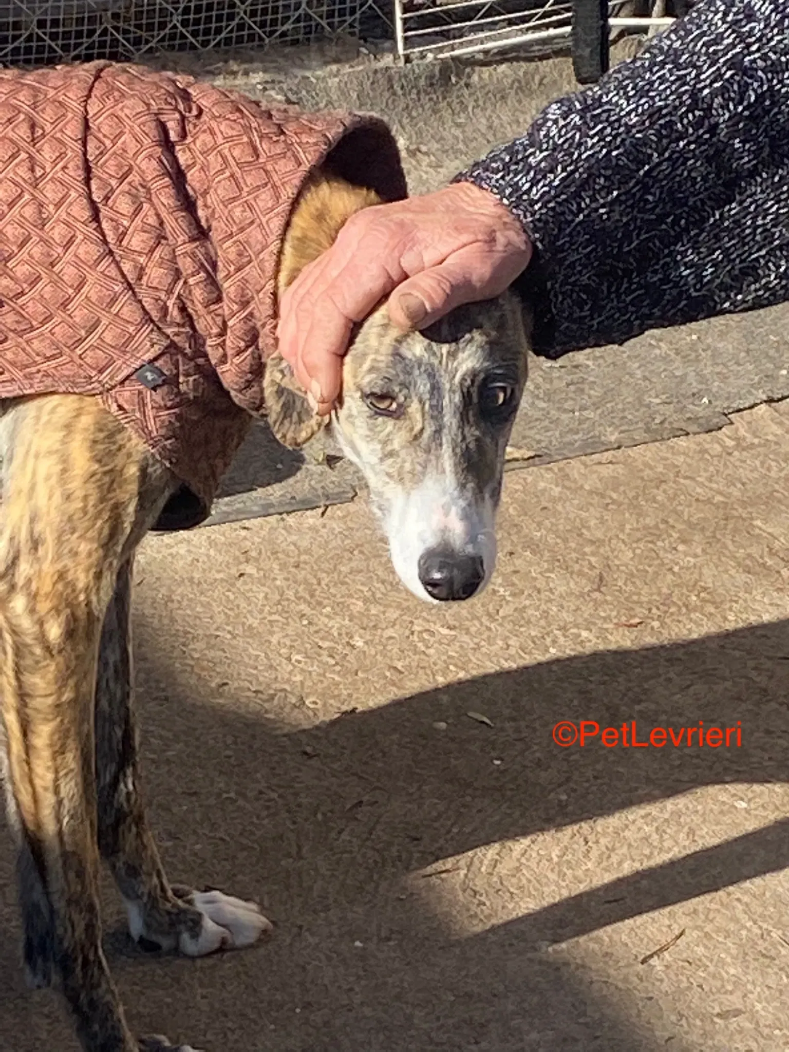 Luca adozione galgo pet levrieri onlus 1