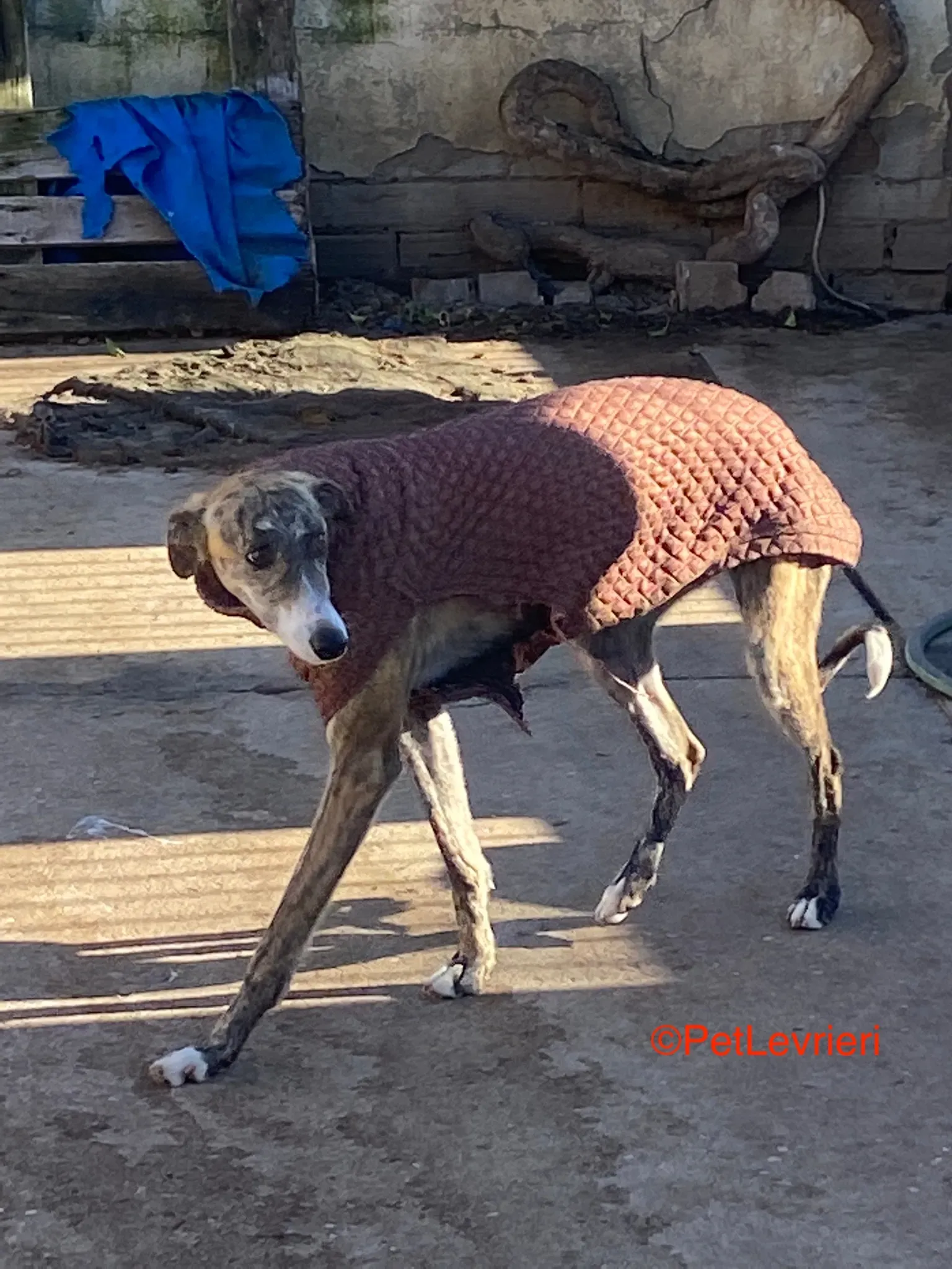 Luca adozione galgo pet levrieri onlus 2