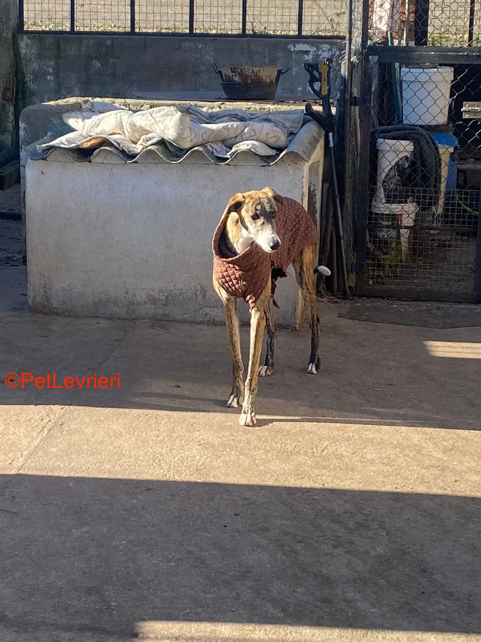 Luca adozione galgo pet levrieri onlus 3