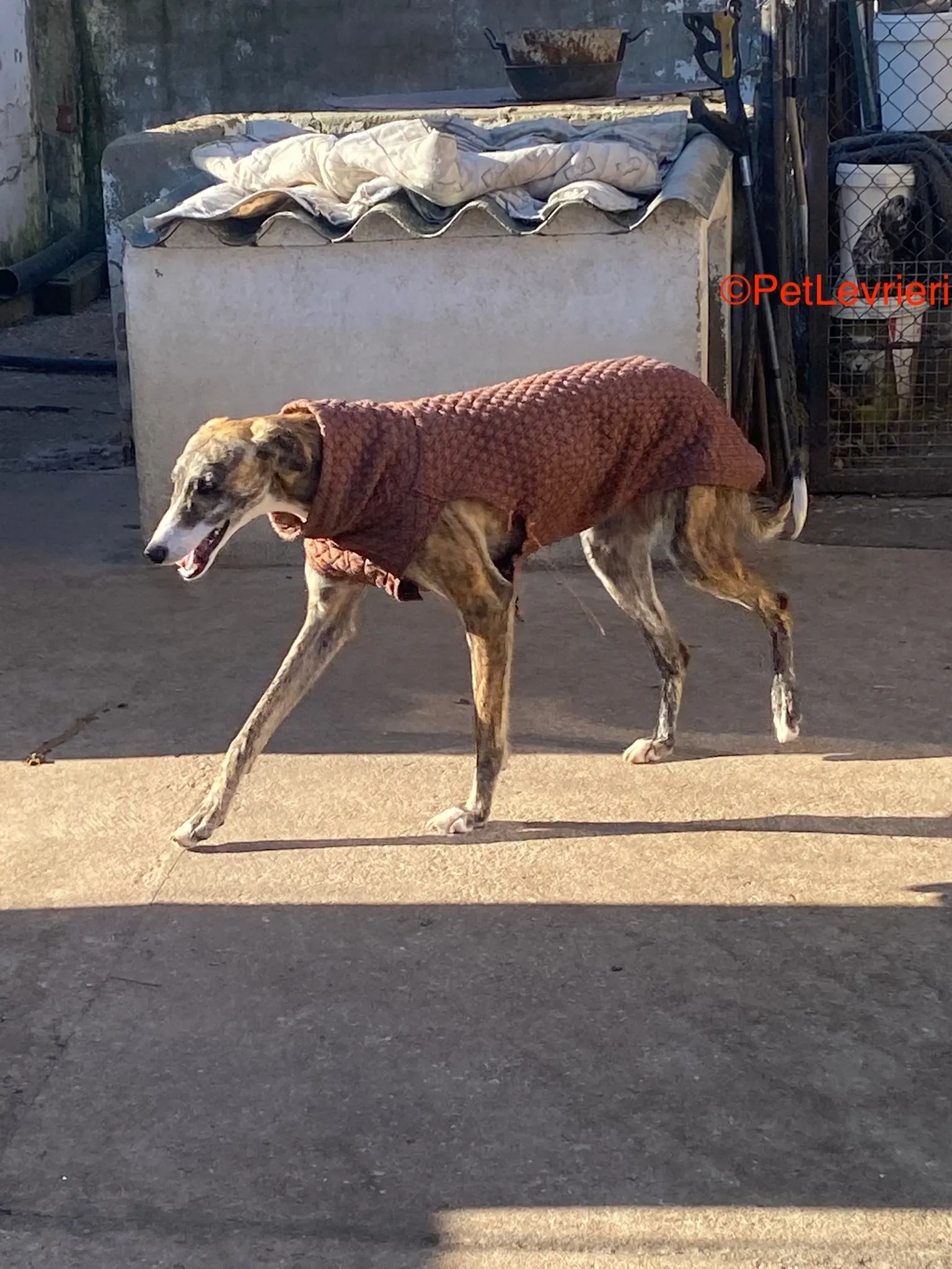 Luca adozione galgo pet levrieri onlus 4