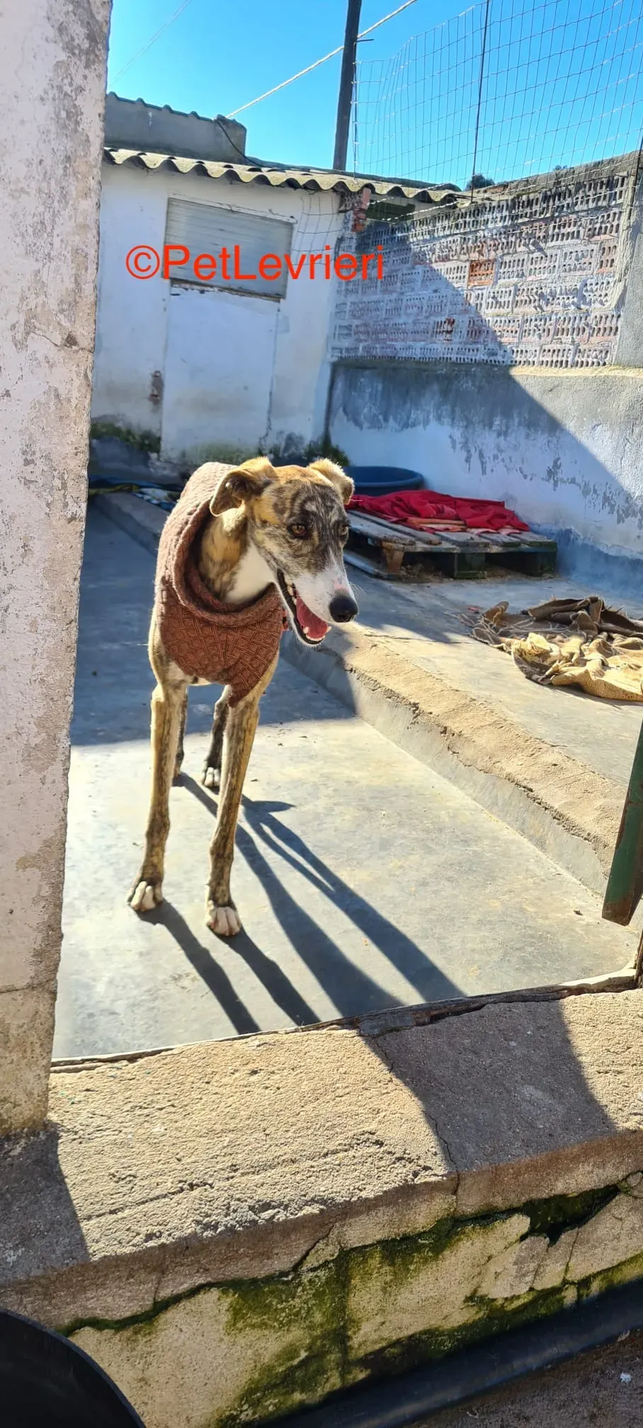 Luca adozione galgo pet levrieri onlus 5