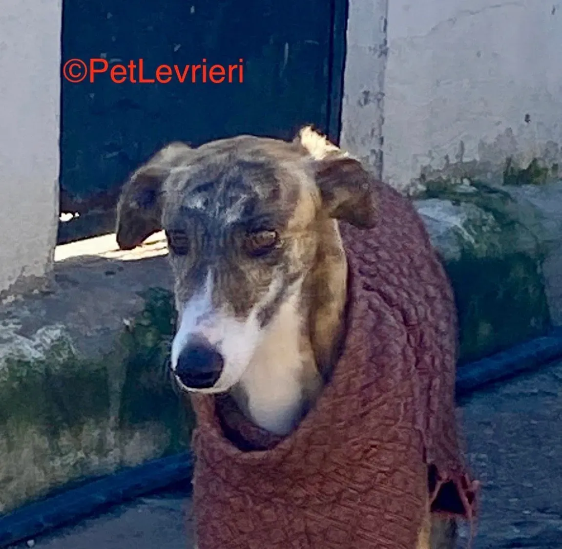 Luca adozione galgo pet levrieri onlus 6 e1676314110583