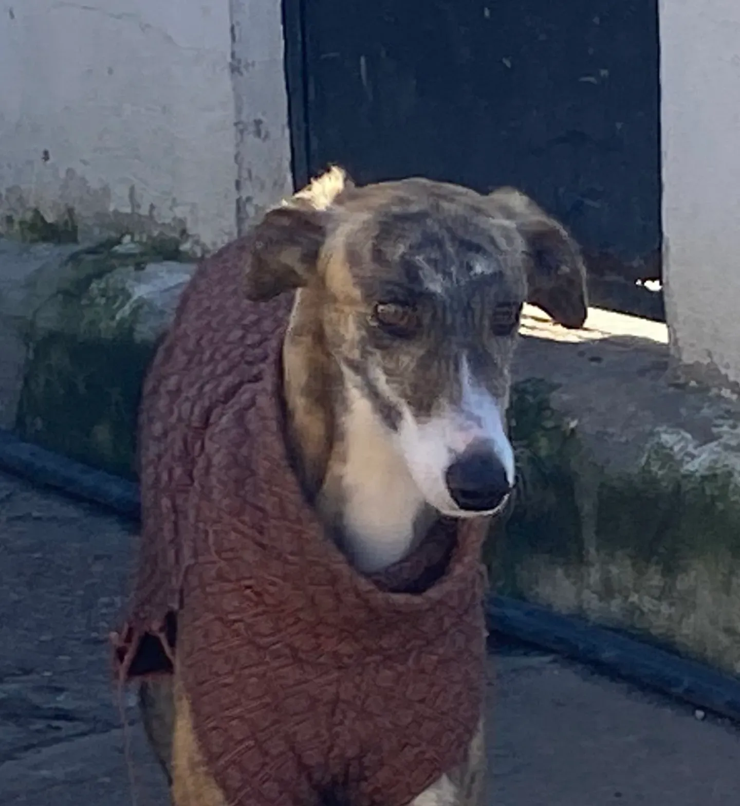 Luca adozione galgo pet levrieri onlus 7 scaled e1676314639990