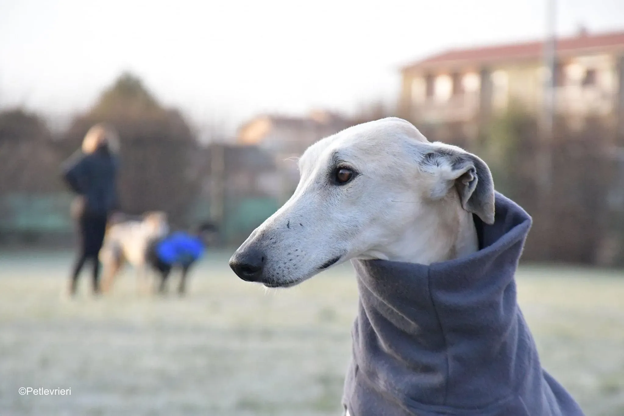 Lucas adozione levrieri galgo foster cane 01